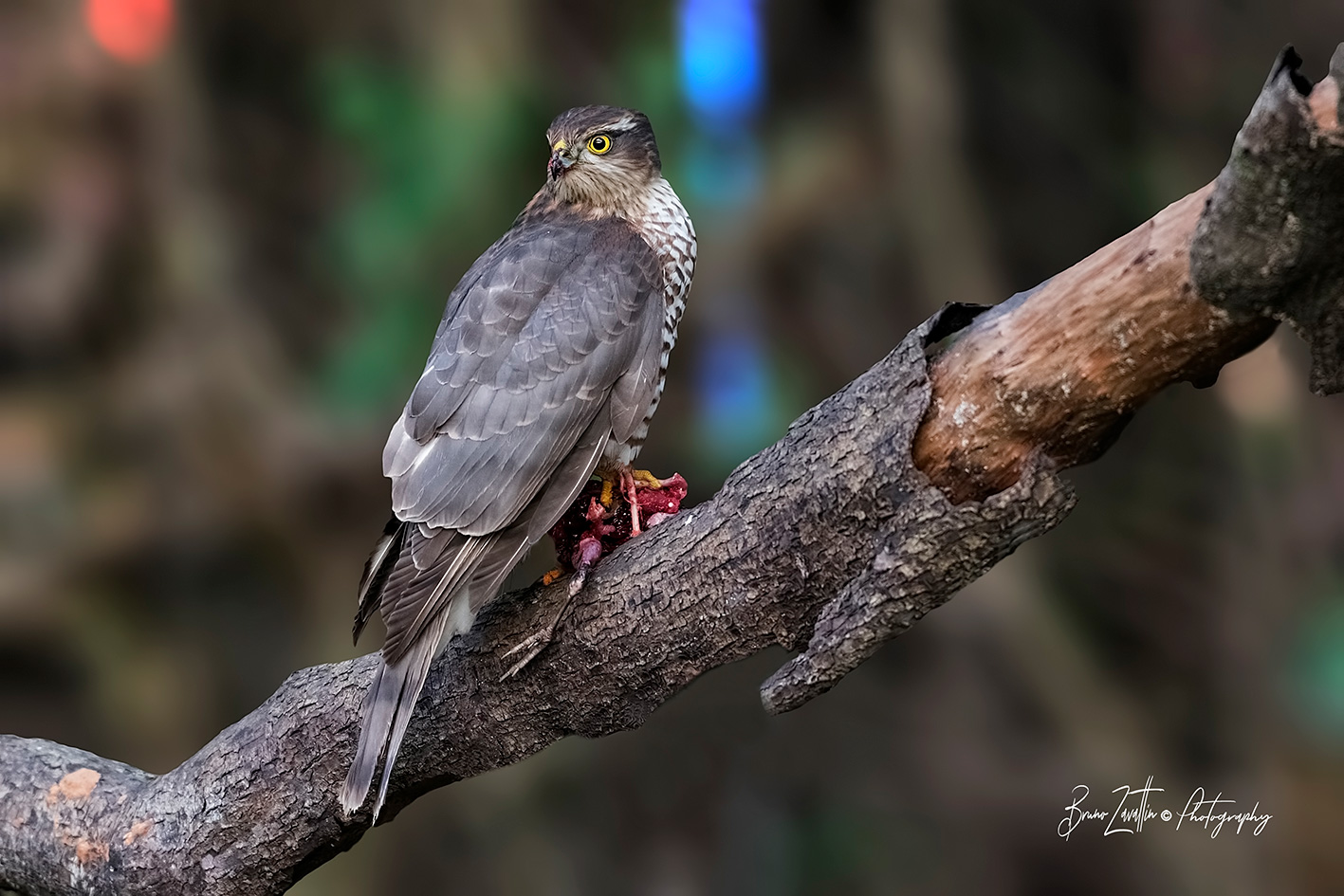 Sparrowhawk
