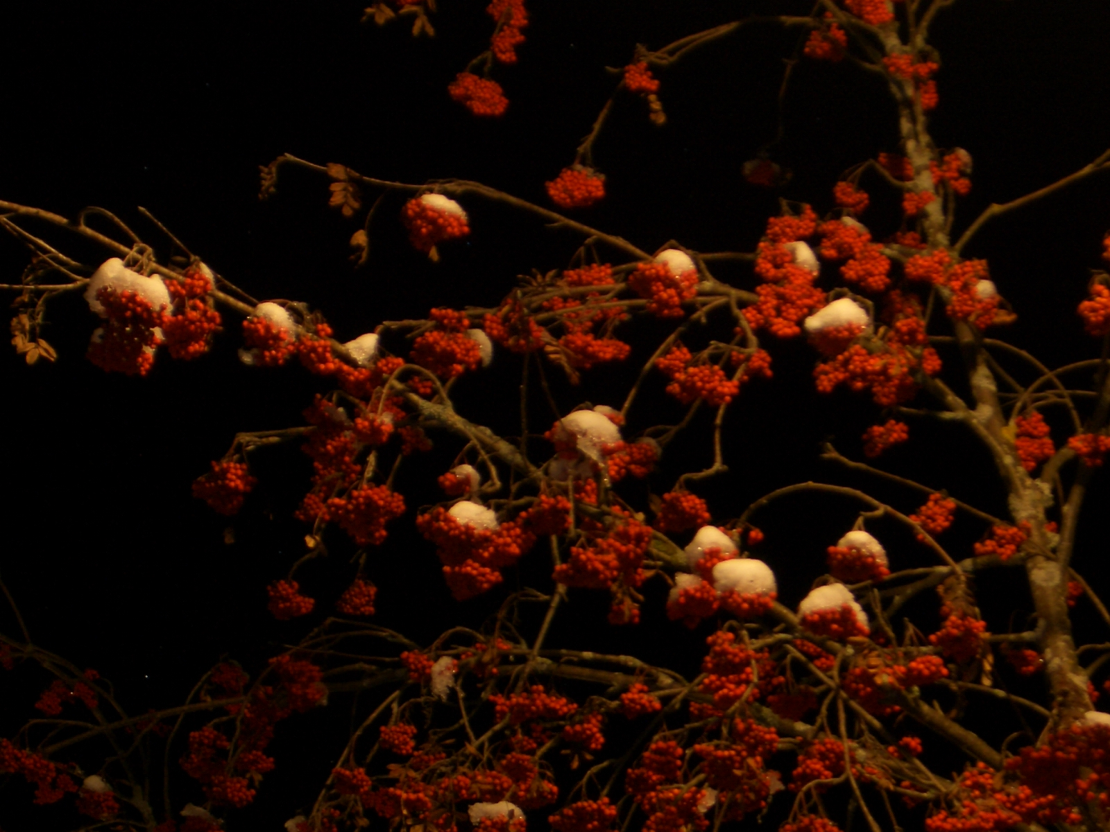 Snow on fruits of Sorbus