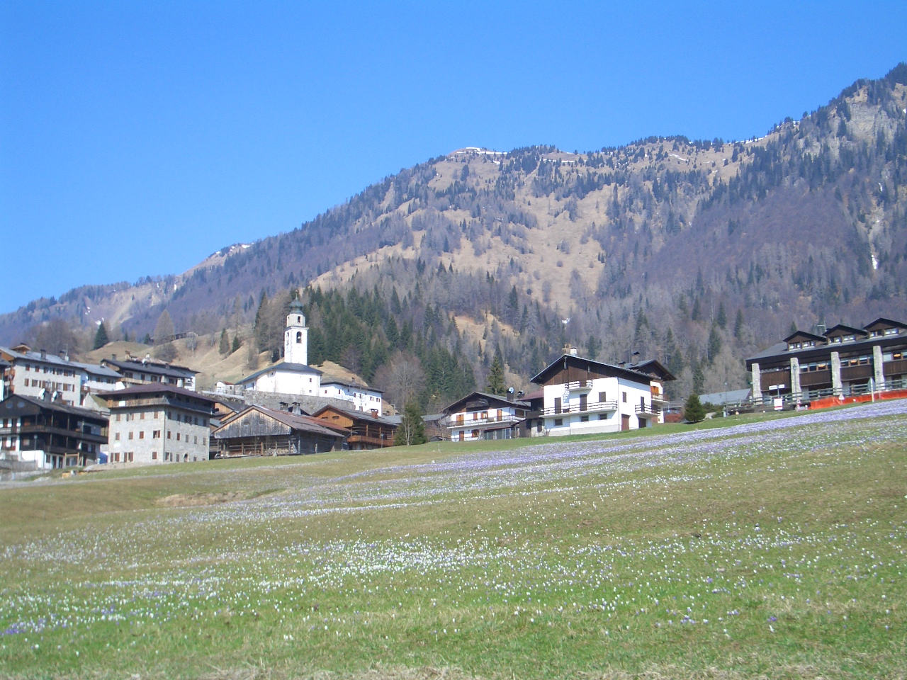 Crocus bloom in Spring