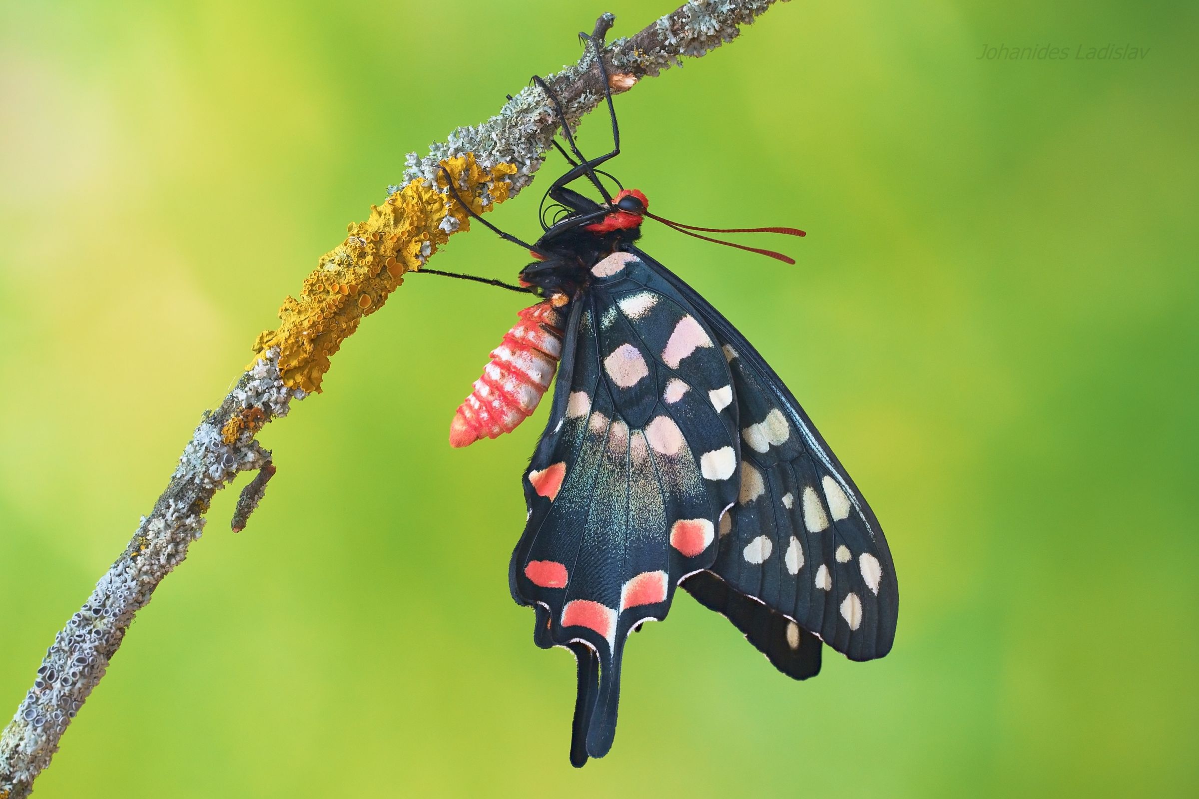 Pharmacophagus (PAPILO) Antenore (Madagaskar)