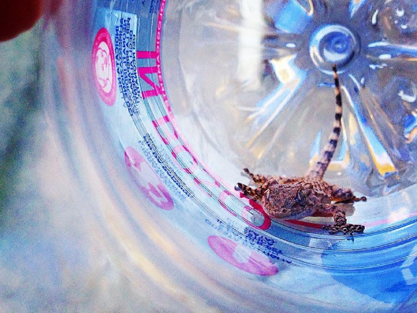 Festeggiare S.Andrea alternative 1