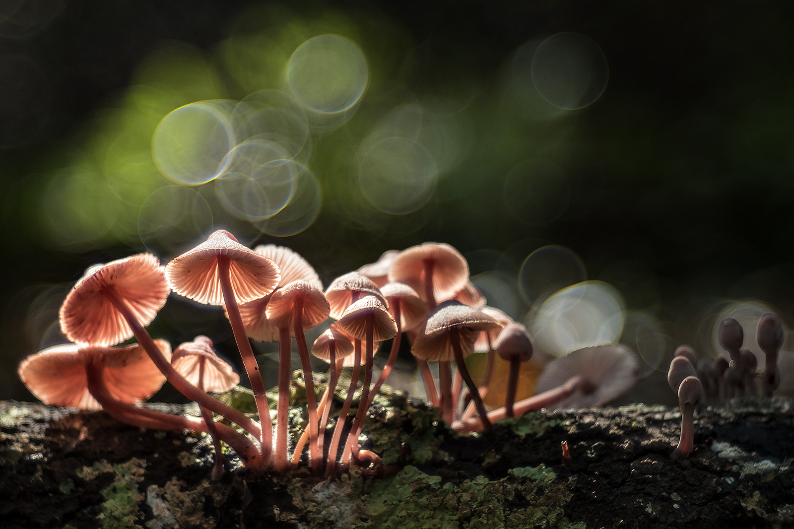 Mycena haematopus e Trioplan