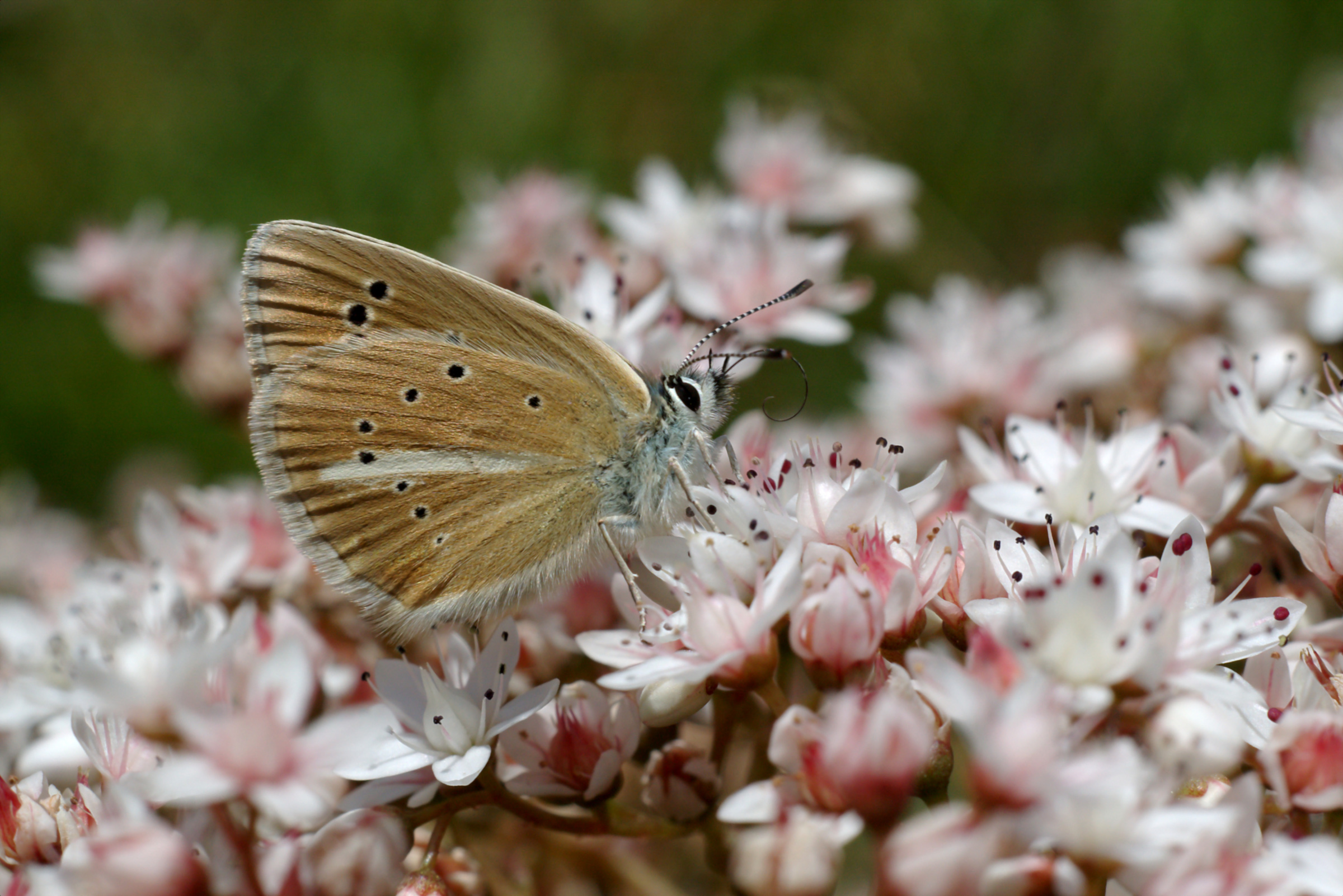 Among the flowers