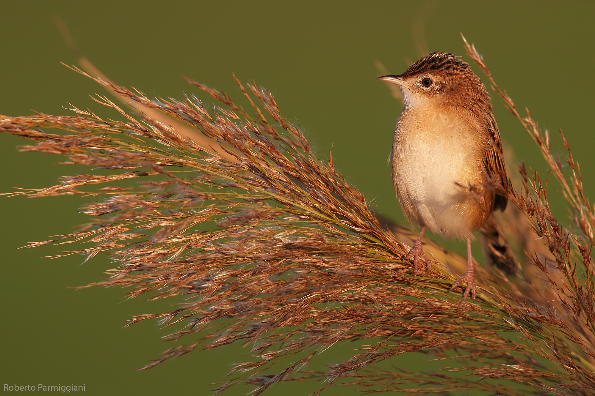 Composizione con beccamoschino