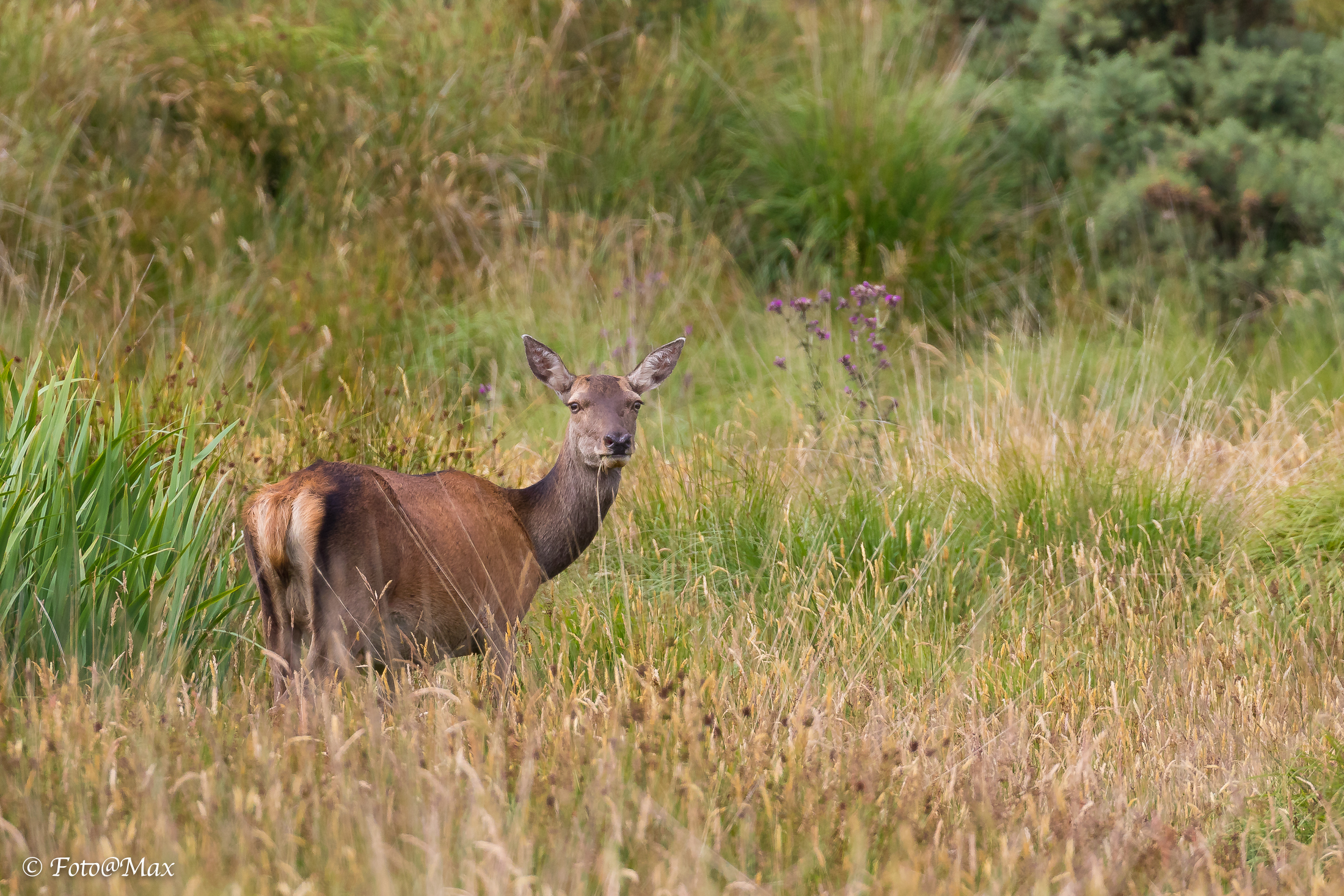 mai che si possa stare in pace...