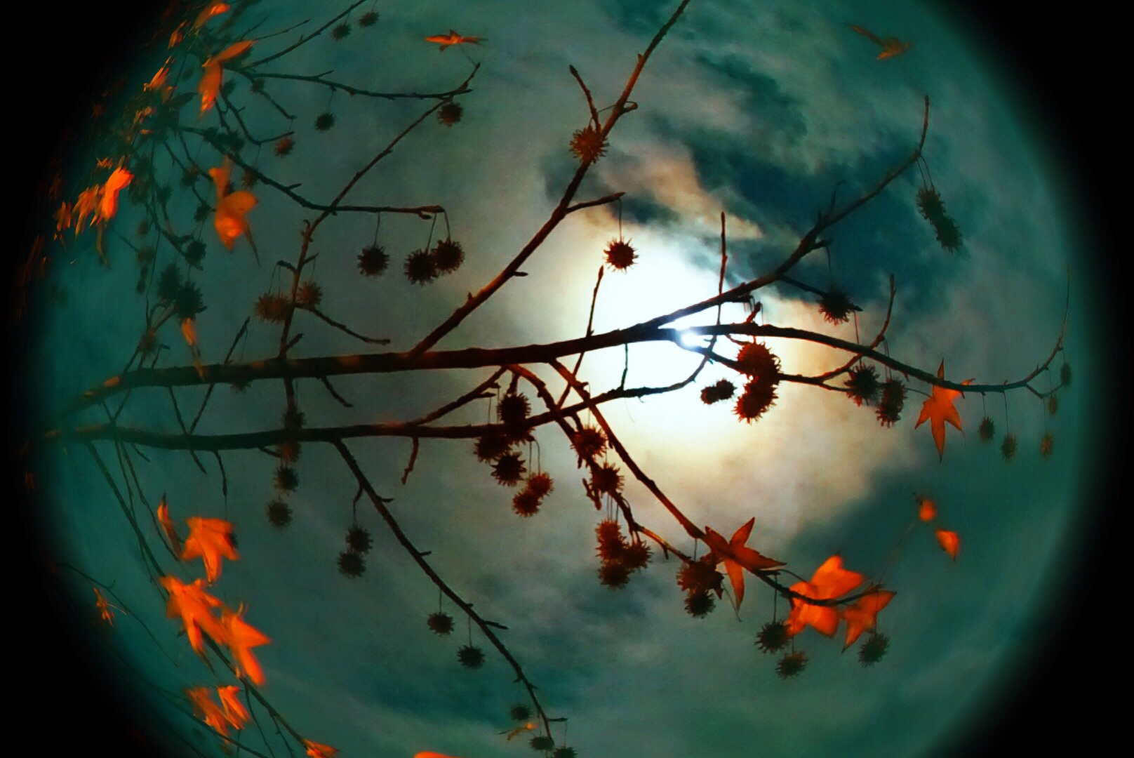 Liquidambar and Winter Moon