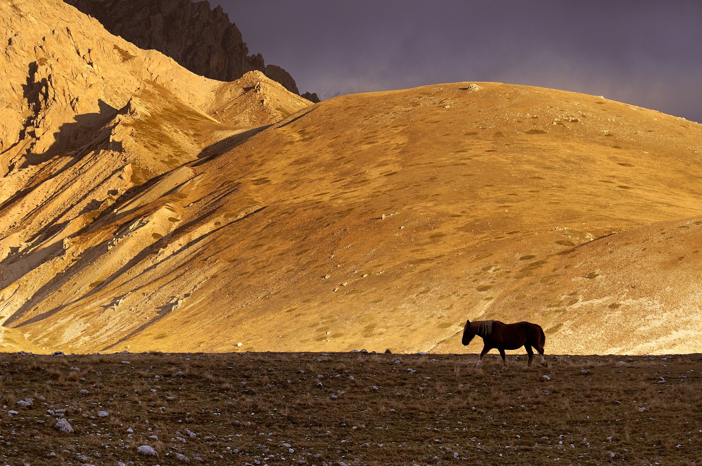 Campo Imperatore -  cavali