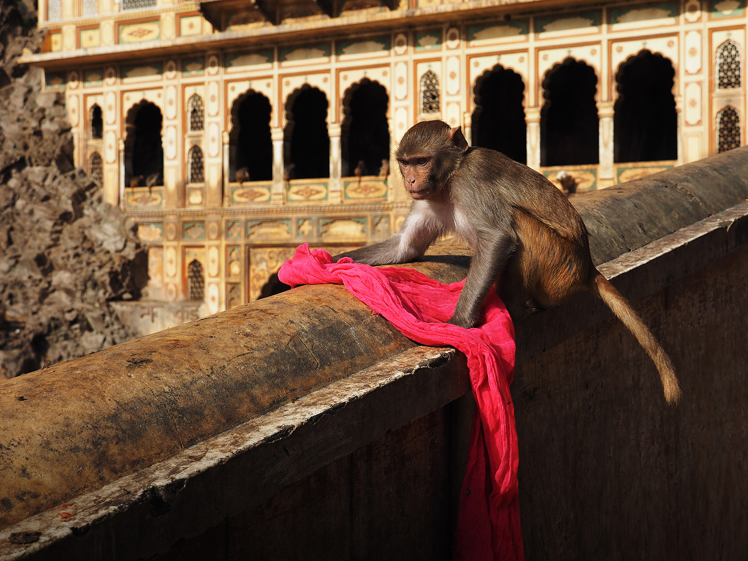 Monkey Temple-Jaipur-Rajasthan-India