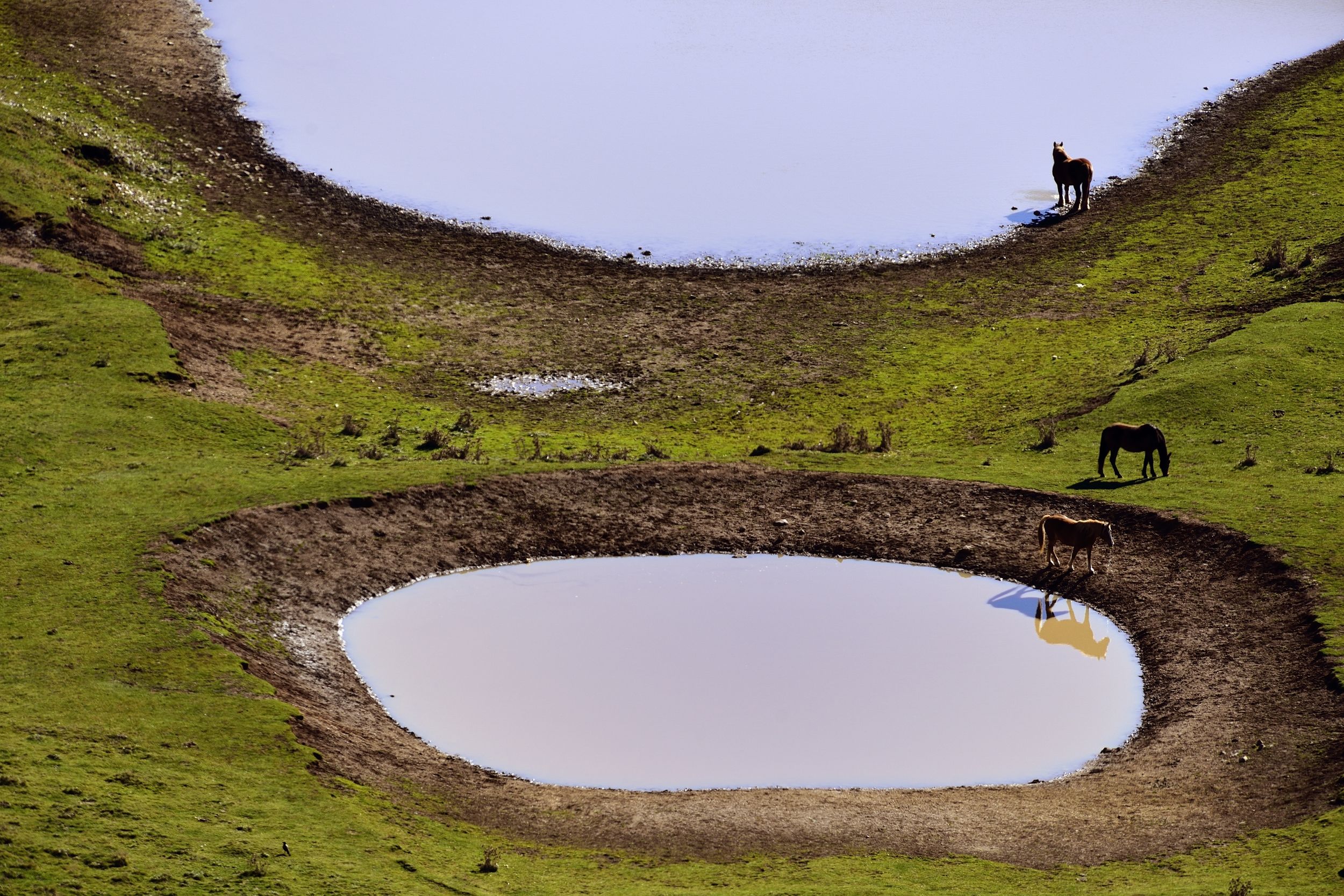 Campo Imperatore -  cavali