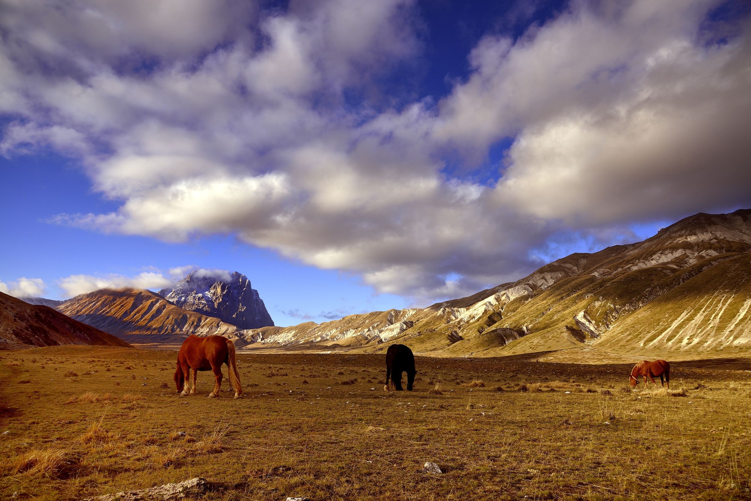 Campo Imperatore -  cavali