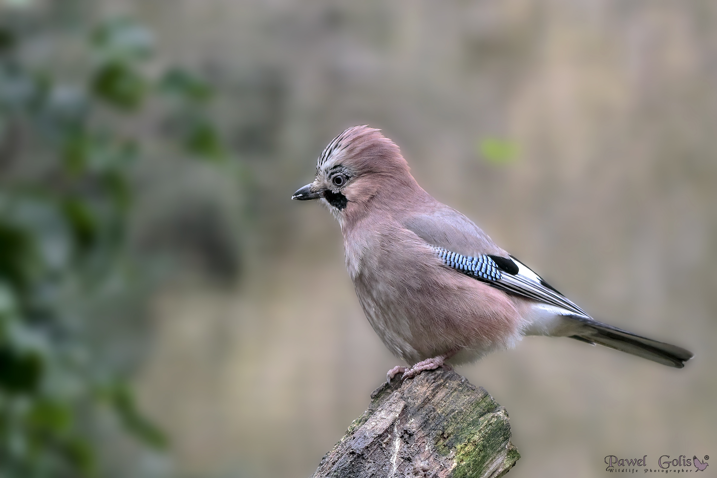 Ghiandaia (Garrulus glandarius)