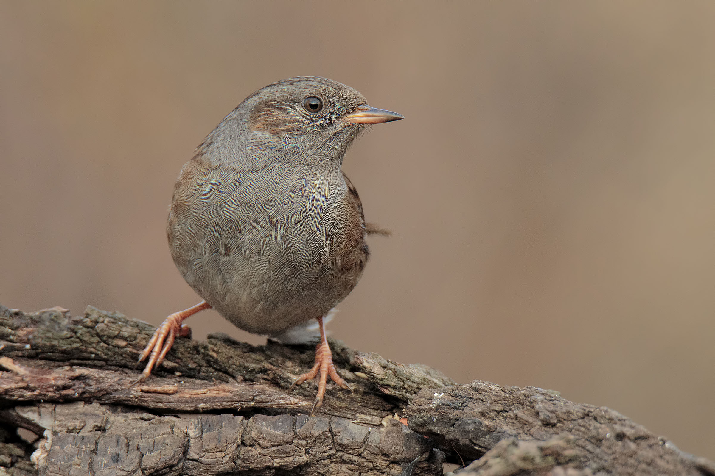 Passera Dunnock