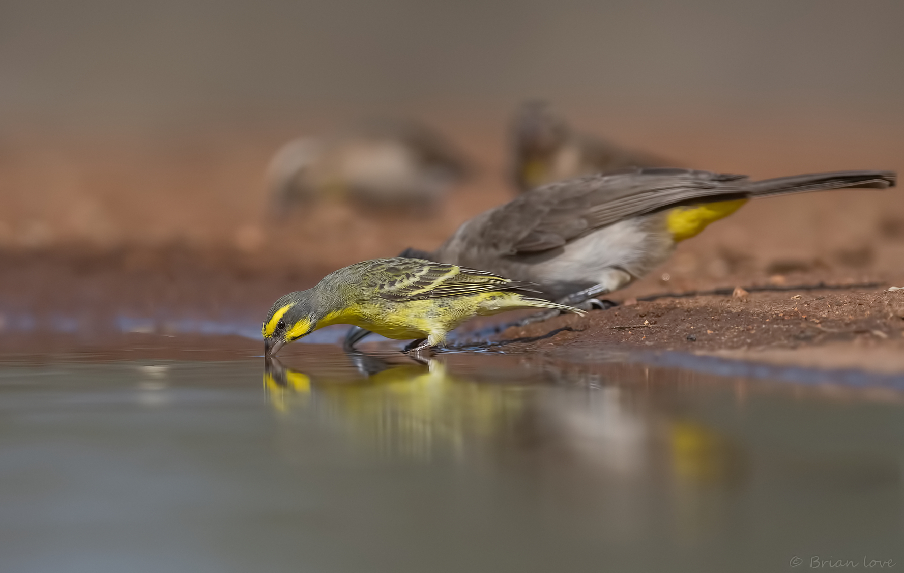 Canarino giallo-fronteggiato (Crithagra mozambica)