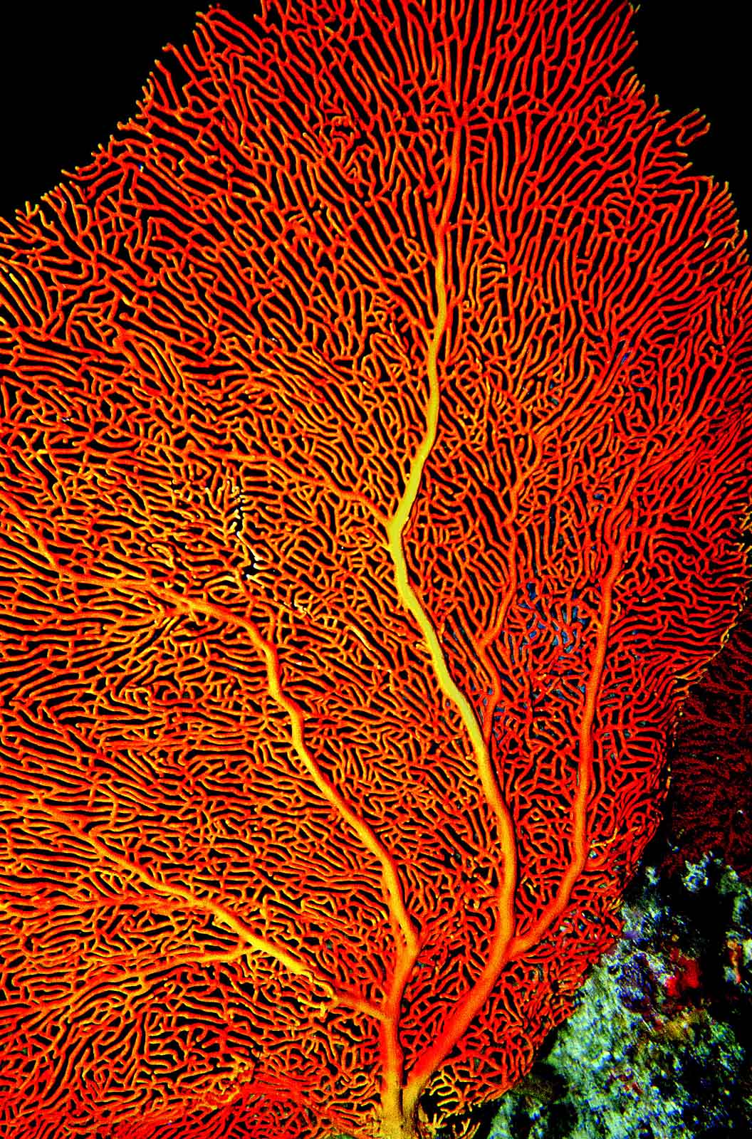 Coral Praslin (Seychelles)