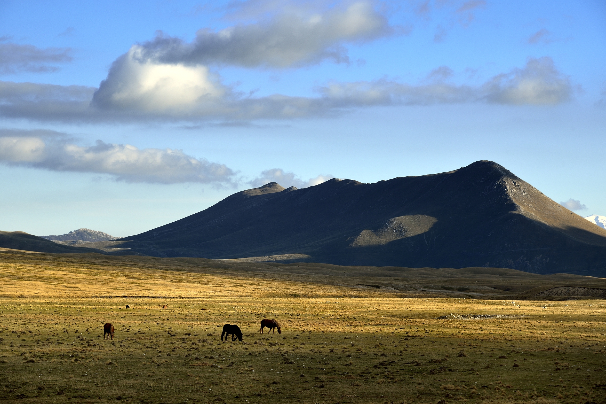 Campo Imperatore -  cavali