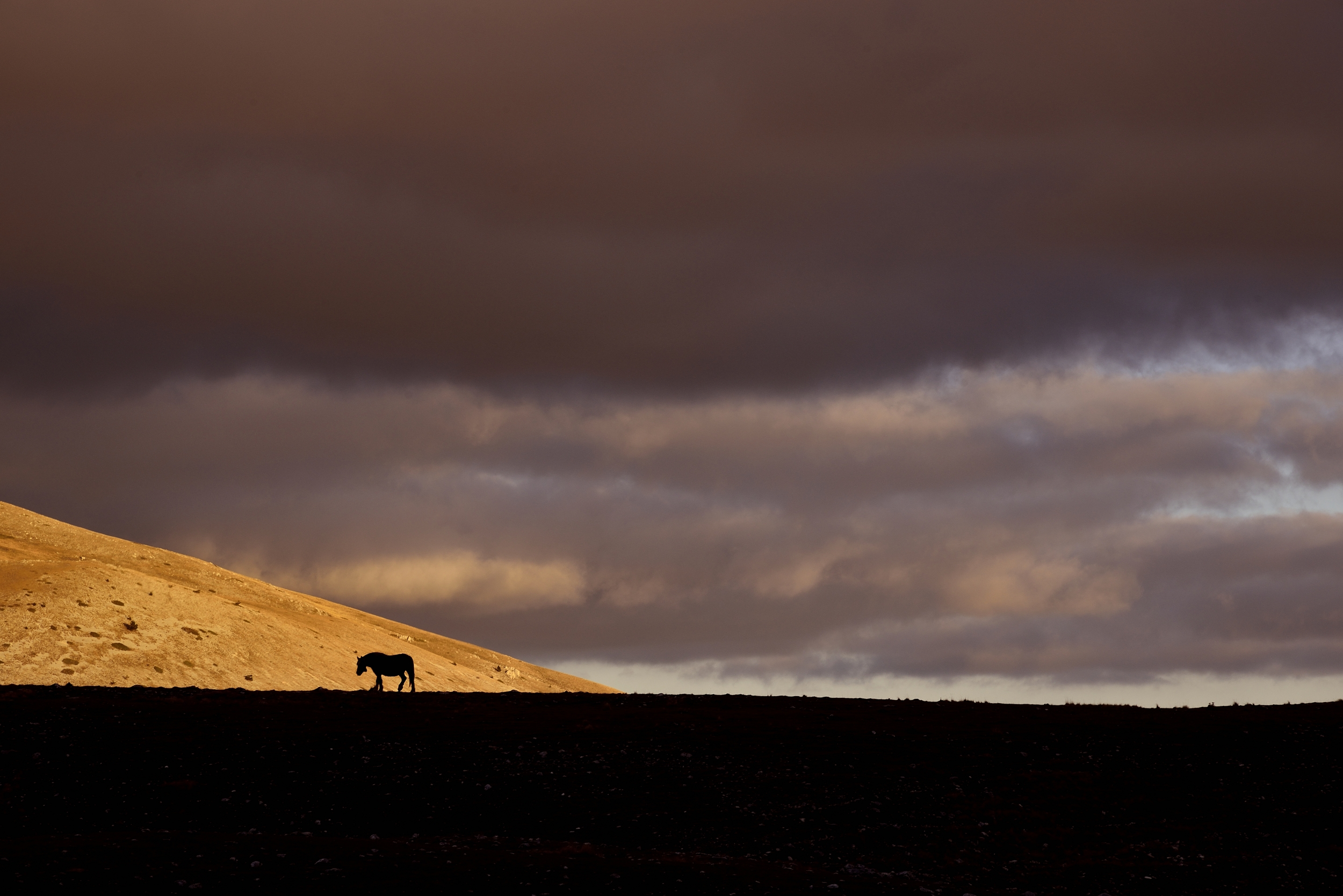 Campo Imperatore -  cavali