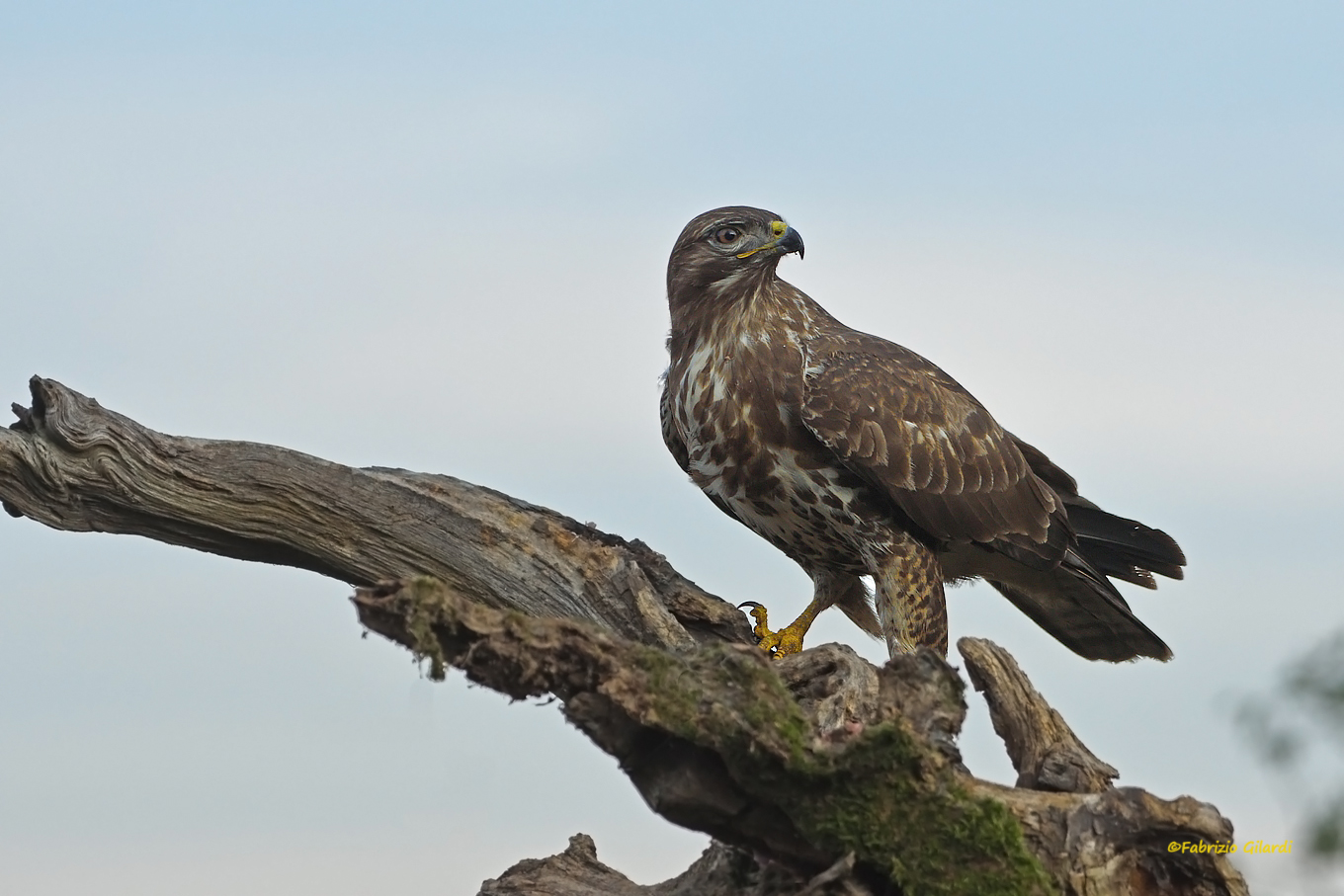 Buteo Buteo (Buzzard)