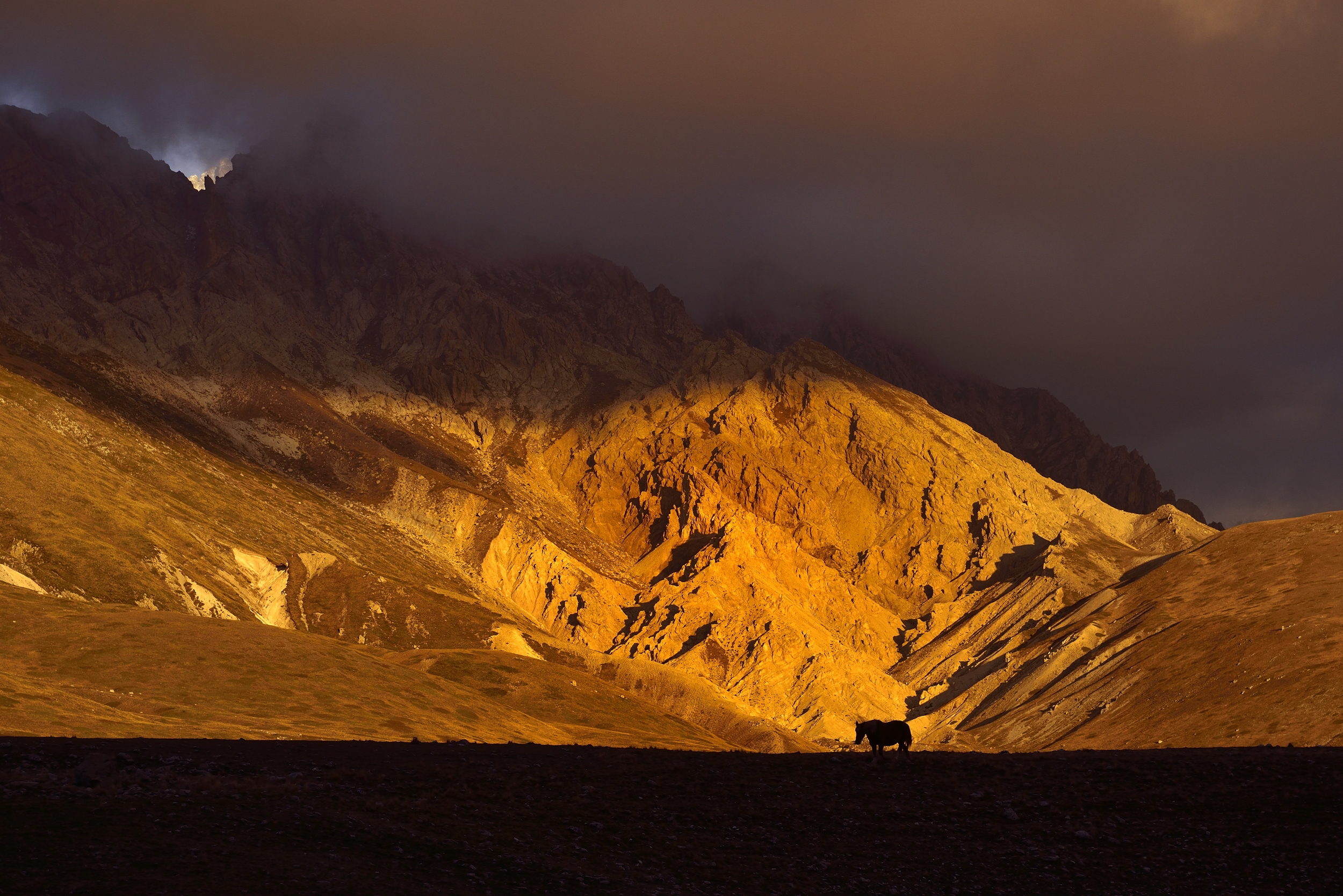 Campo Imperatore -  cavali
