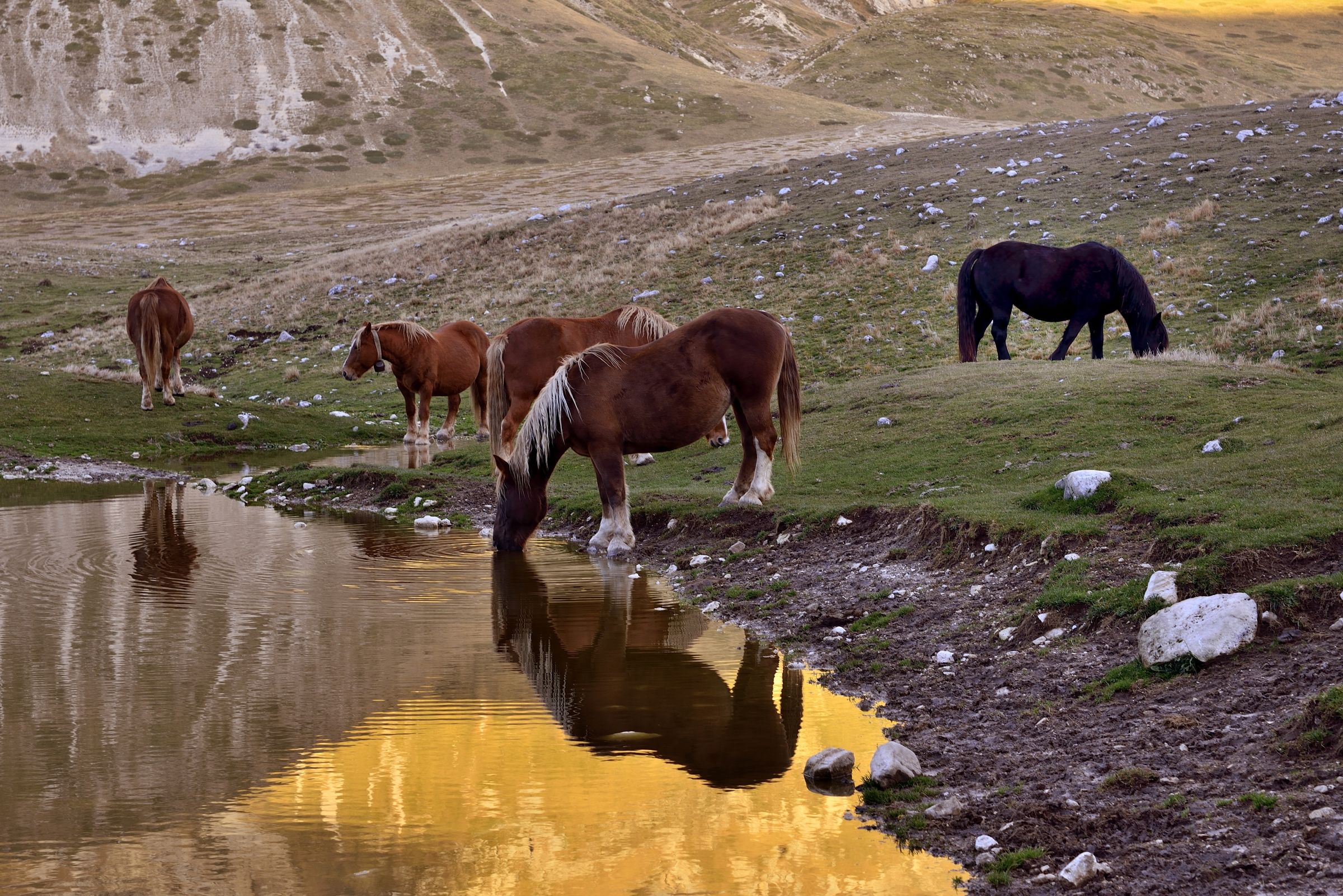 Campo Imperatore -  cavali