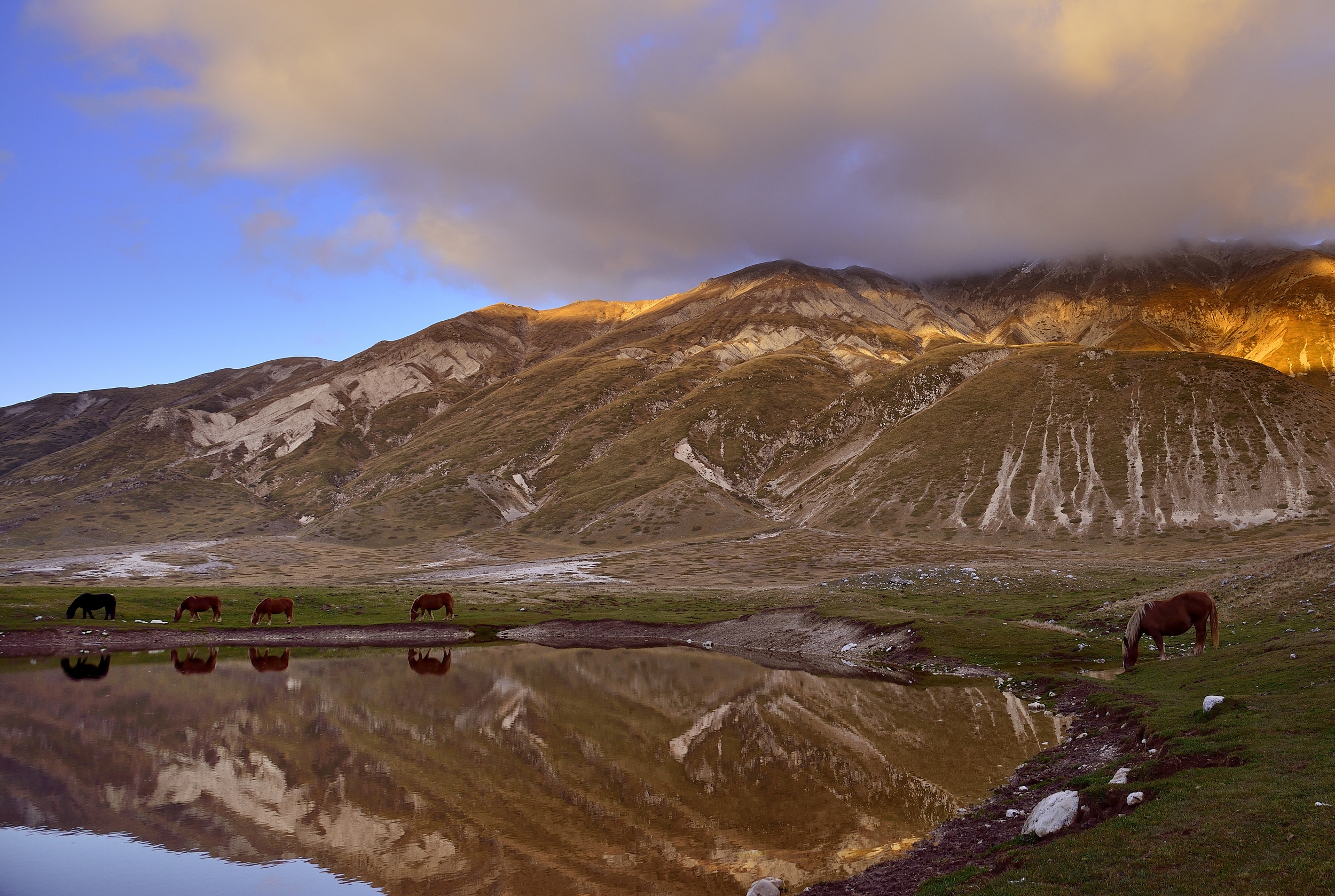 Campo Imperatore -  cavali