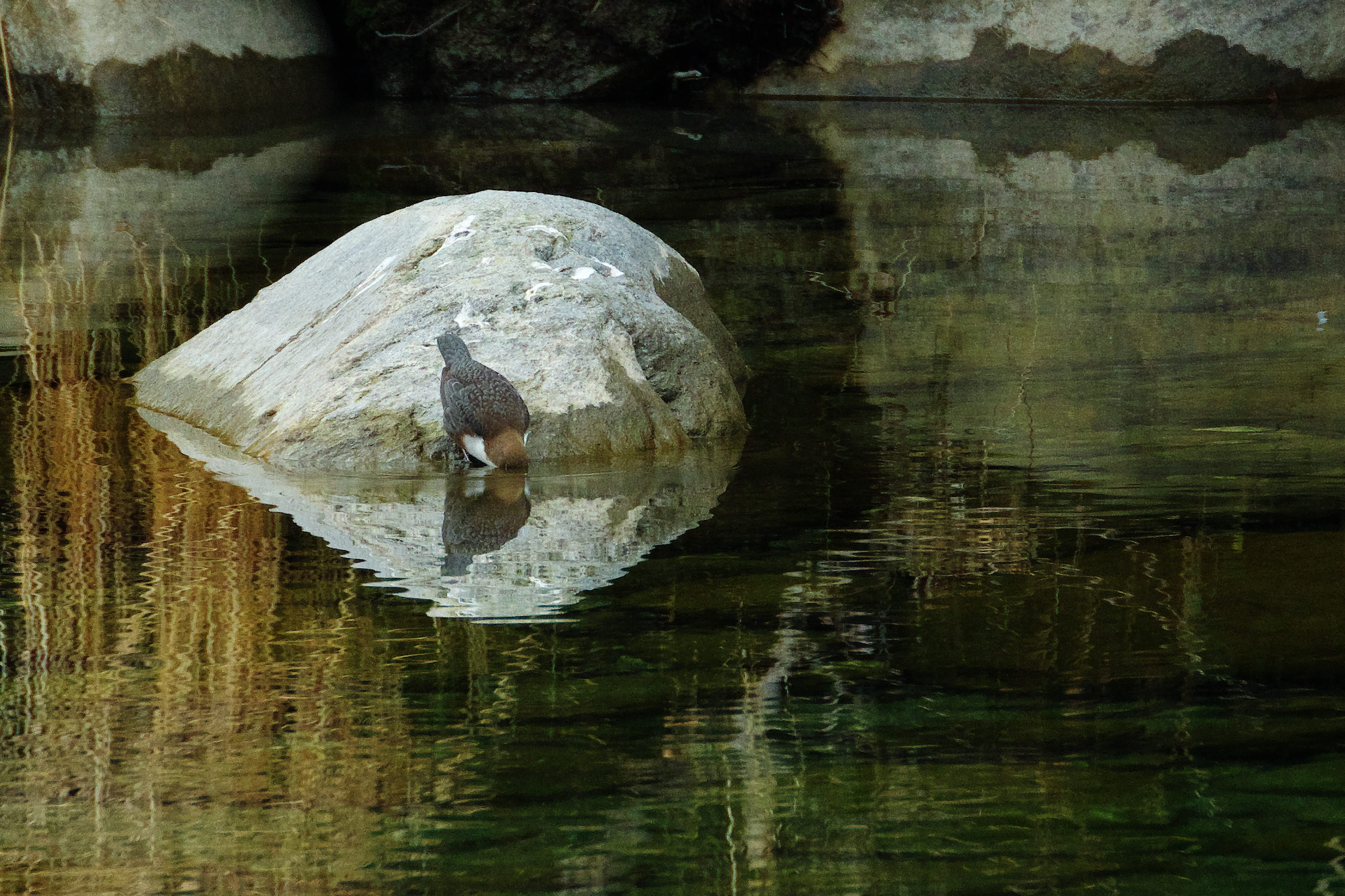 Merlo Acquaiolo con Riflesso