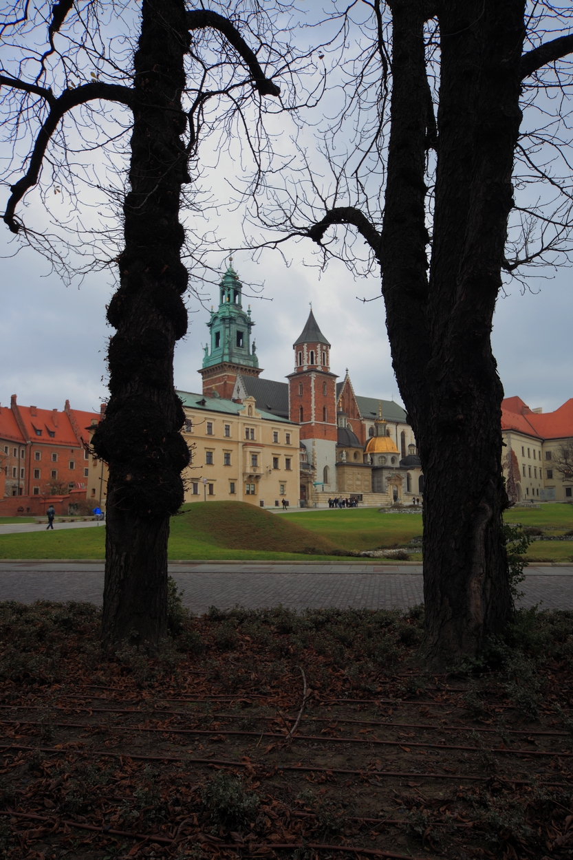 tra gli alberi spogli