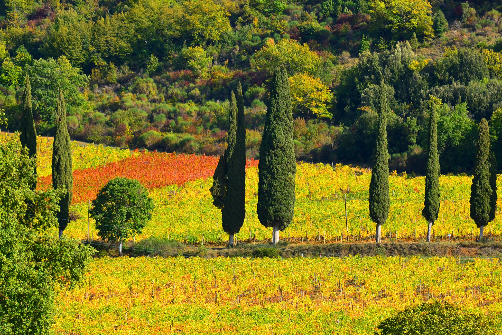 The vineyards of Brunello in Montalcino