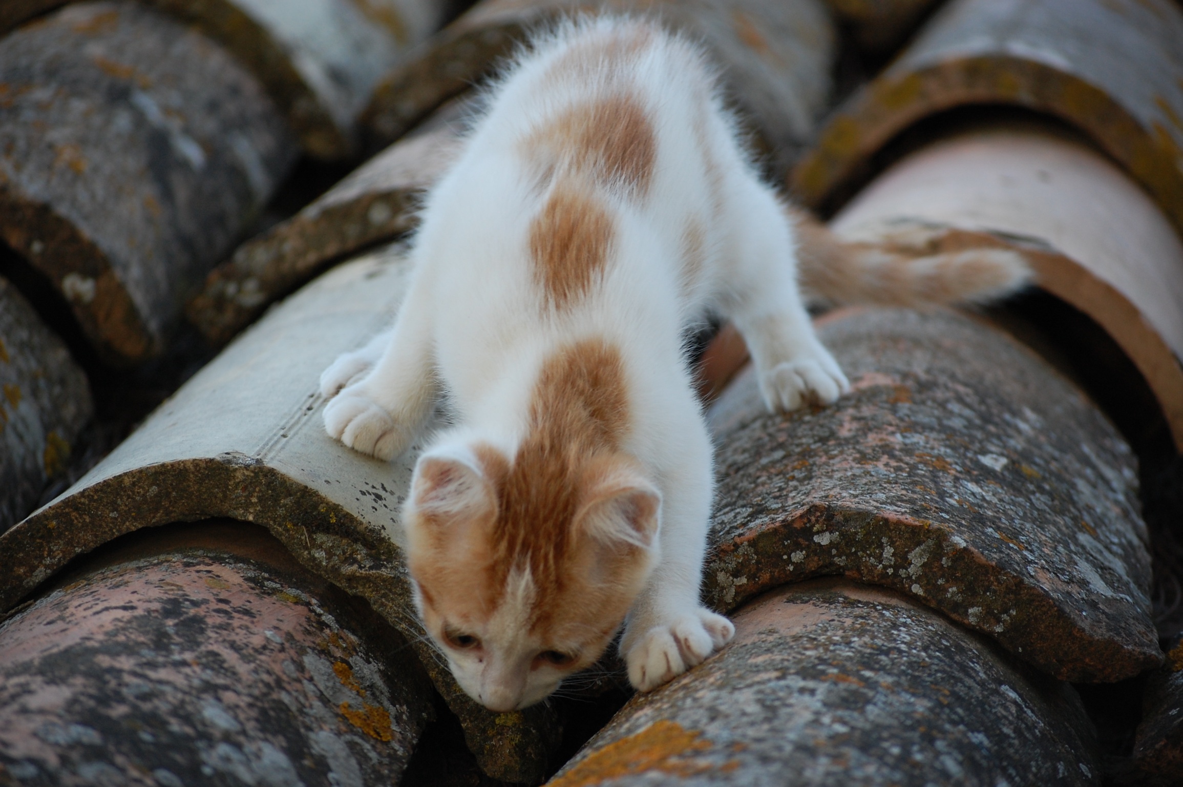 Cat on a Hot Tin Roof
