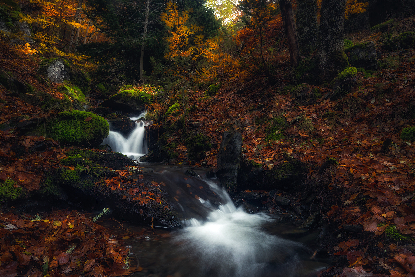 Hayedo de Tejera Negra