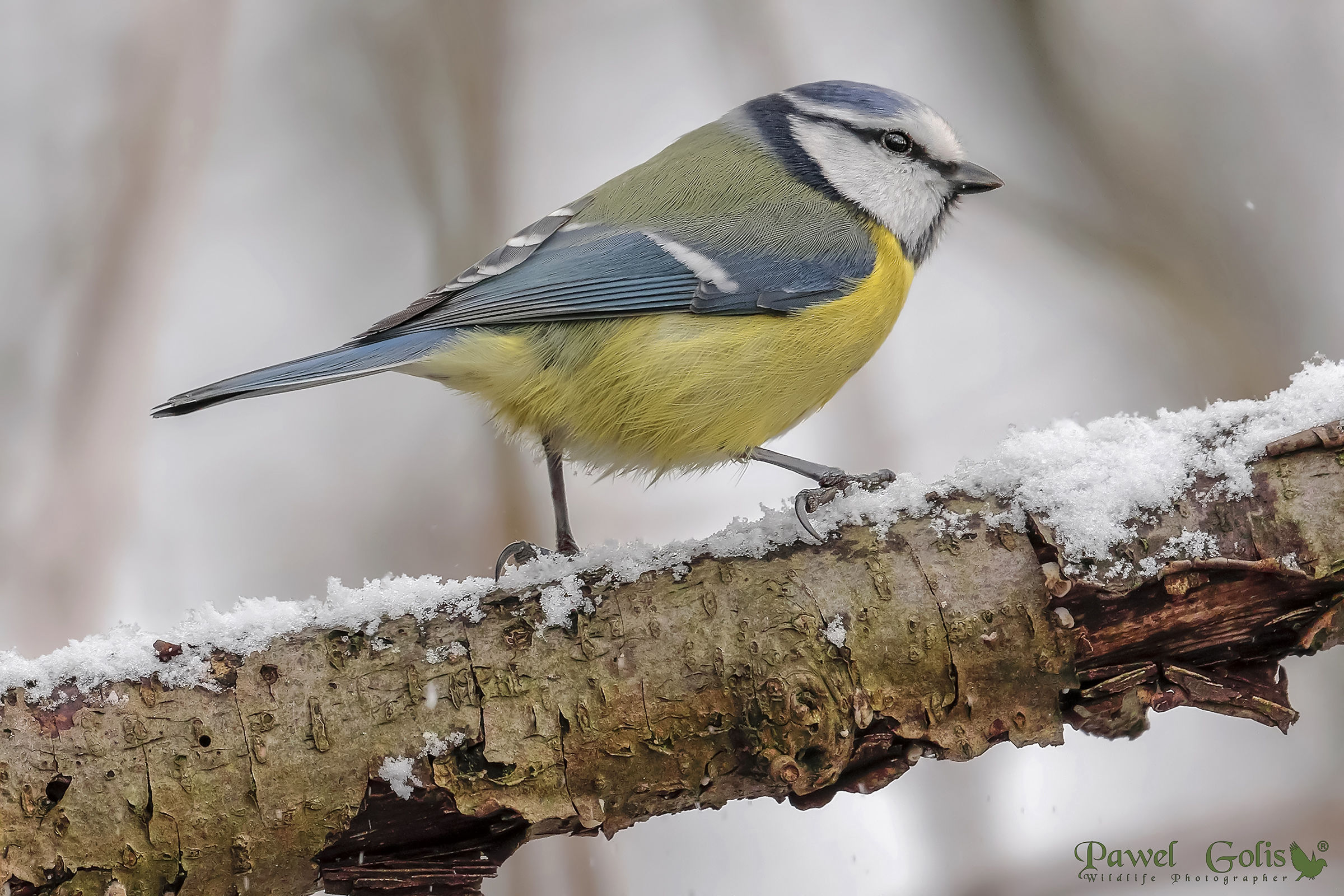Tit blu eurasiatico (Cyanistes caeruleus)