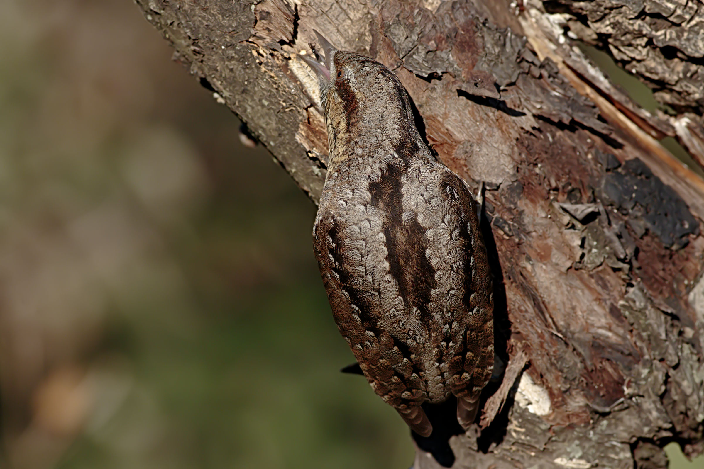 Stiff neck with prey