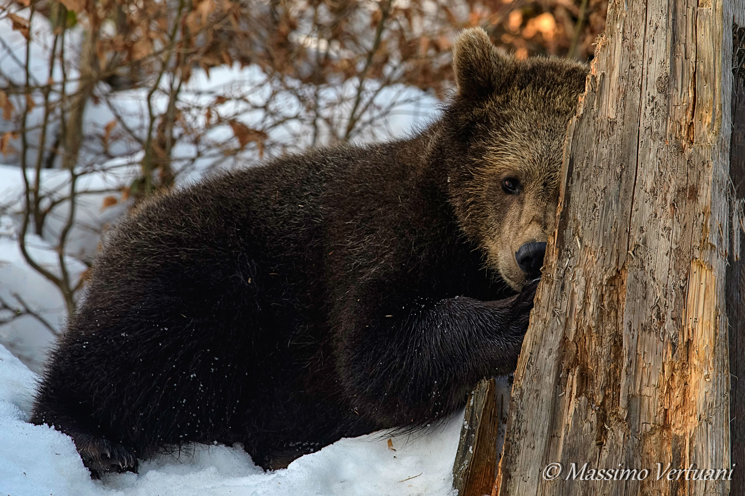 L'ora della penichella"Bayerischer Wald "