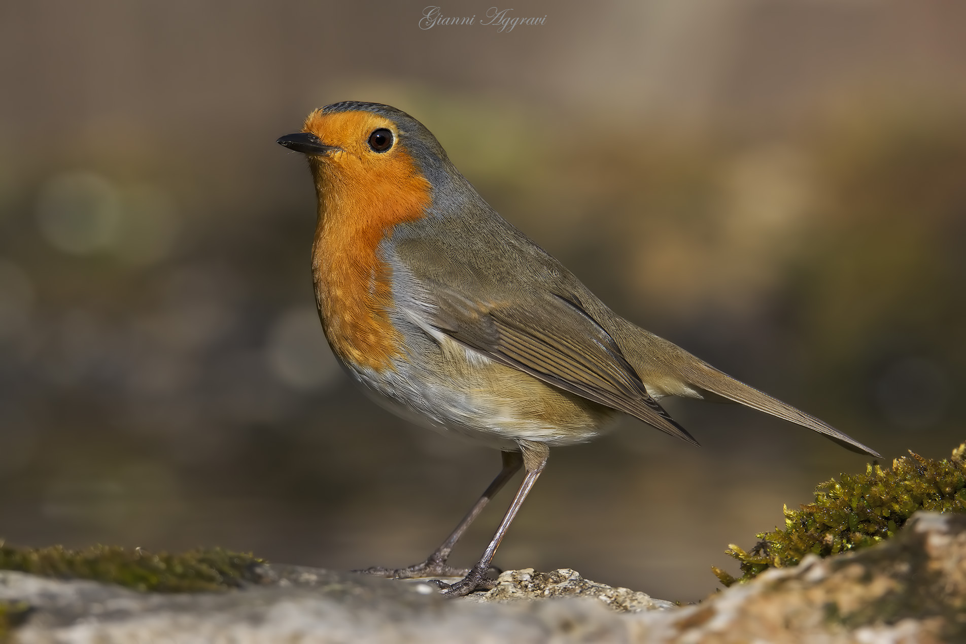 Pettirosso (Erithacus rubecula)