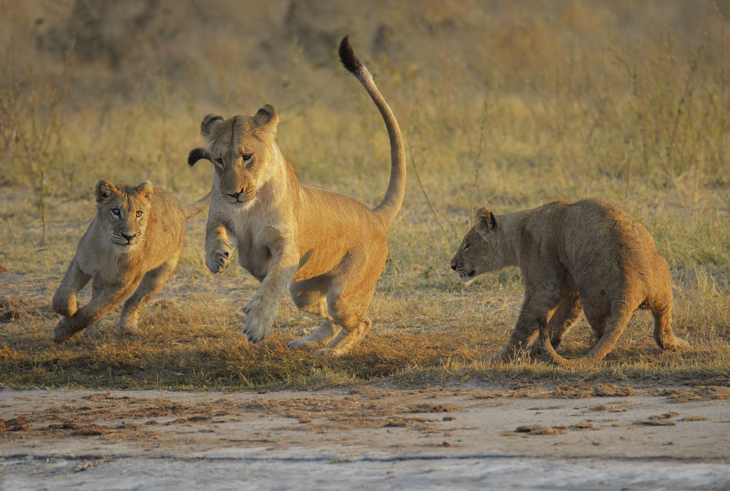 Chasing each other at dawn