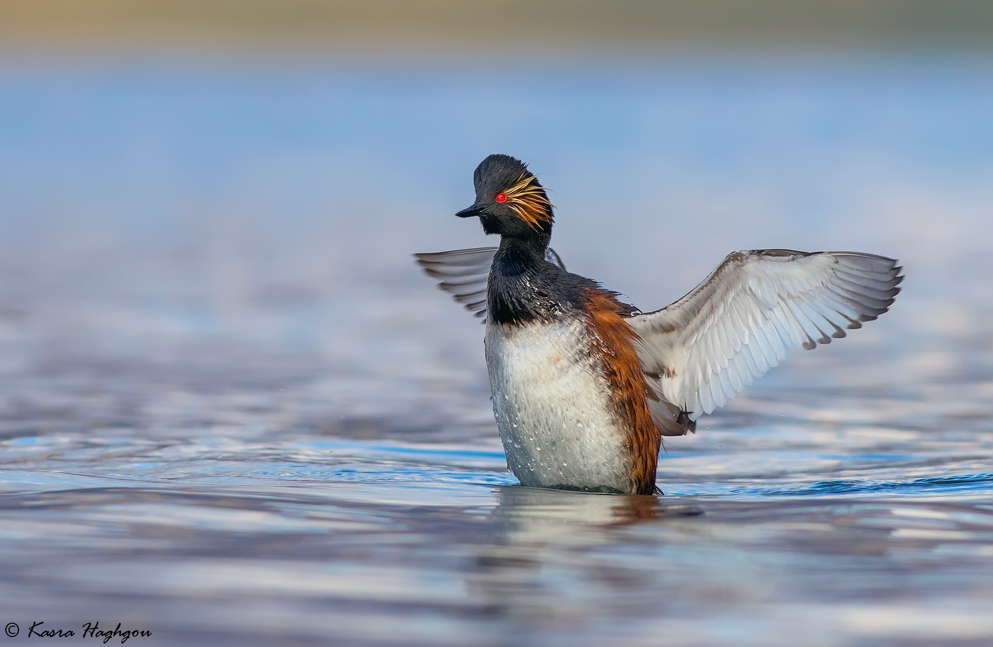 Black-necked Grebe
