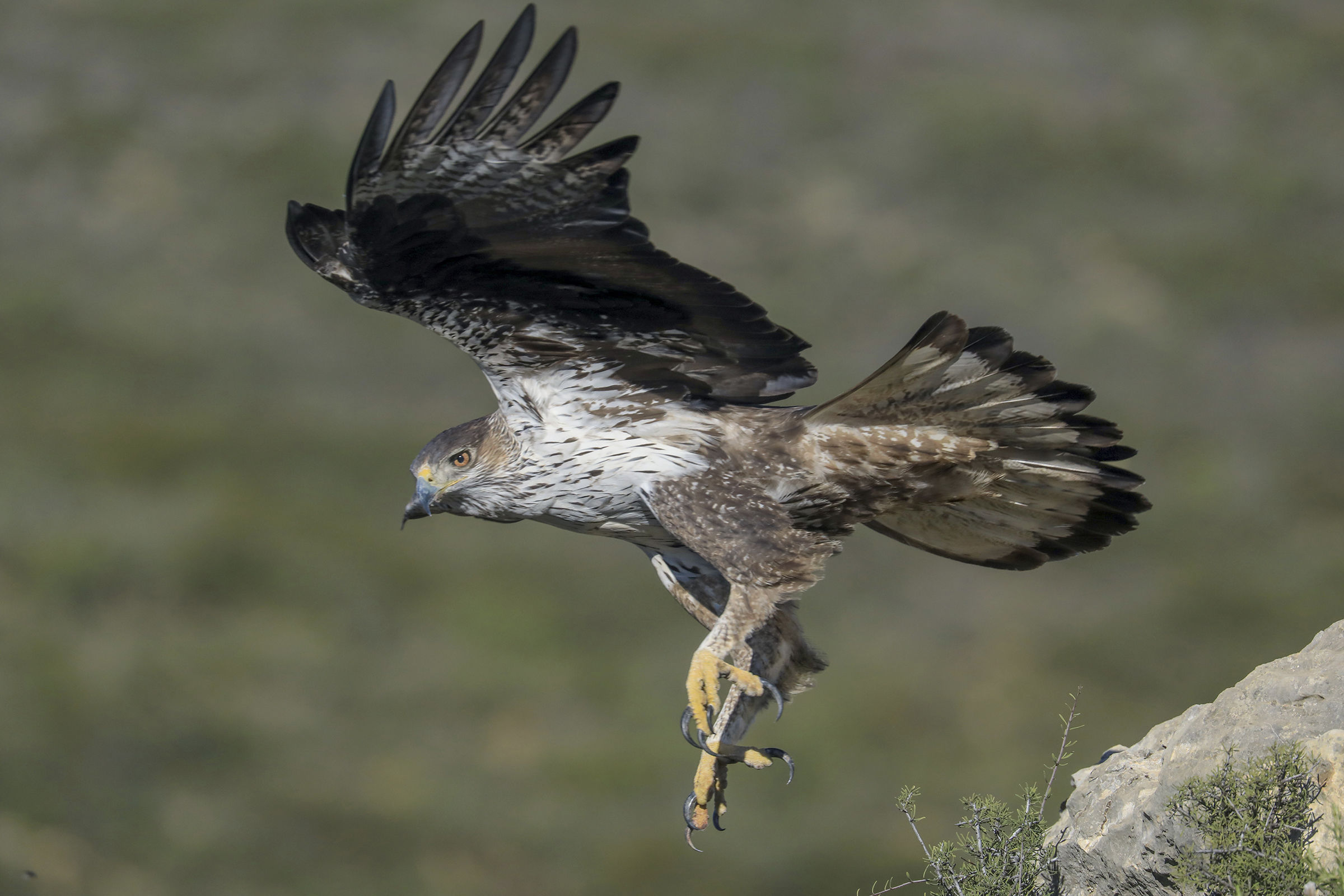 The flight of Bonelli's Eagle