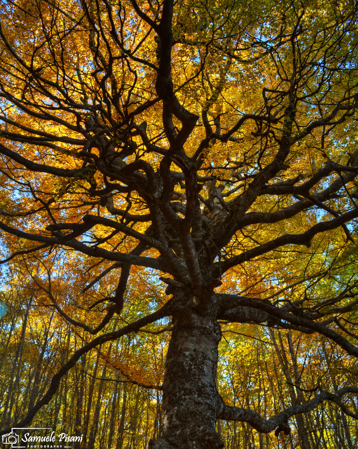 Complessità in colori autunnali