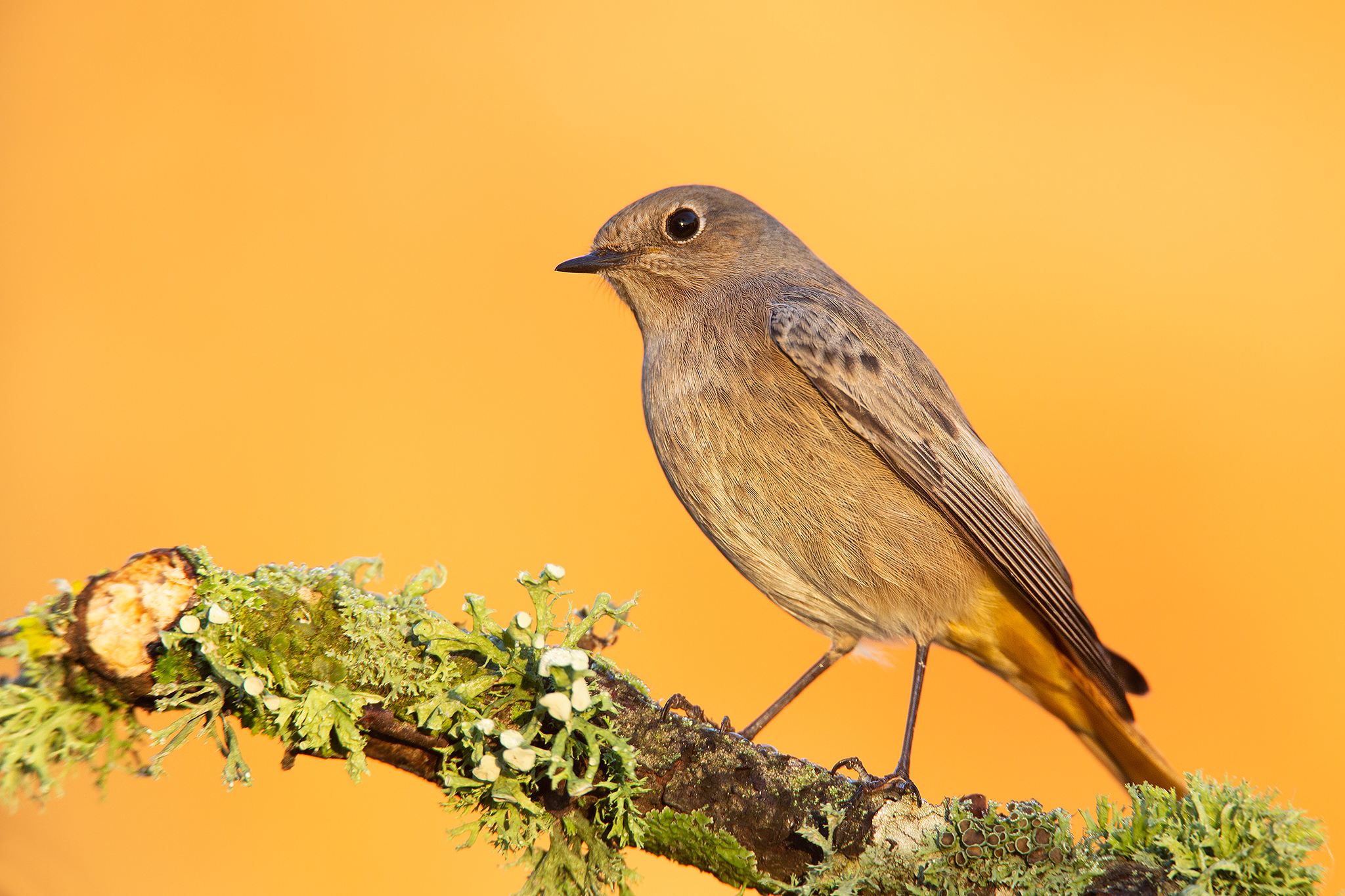 My best friend feathered and my favorite light.