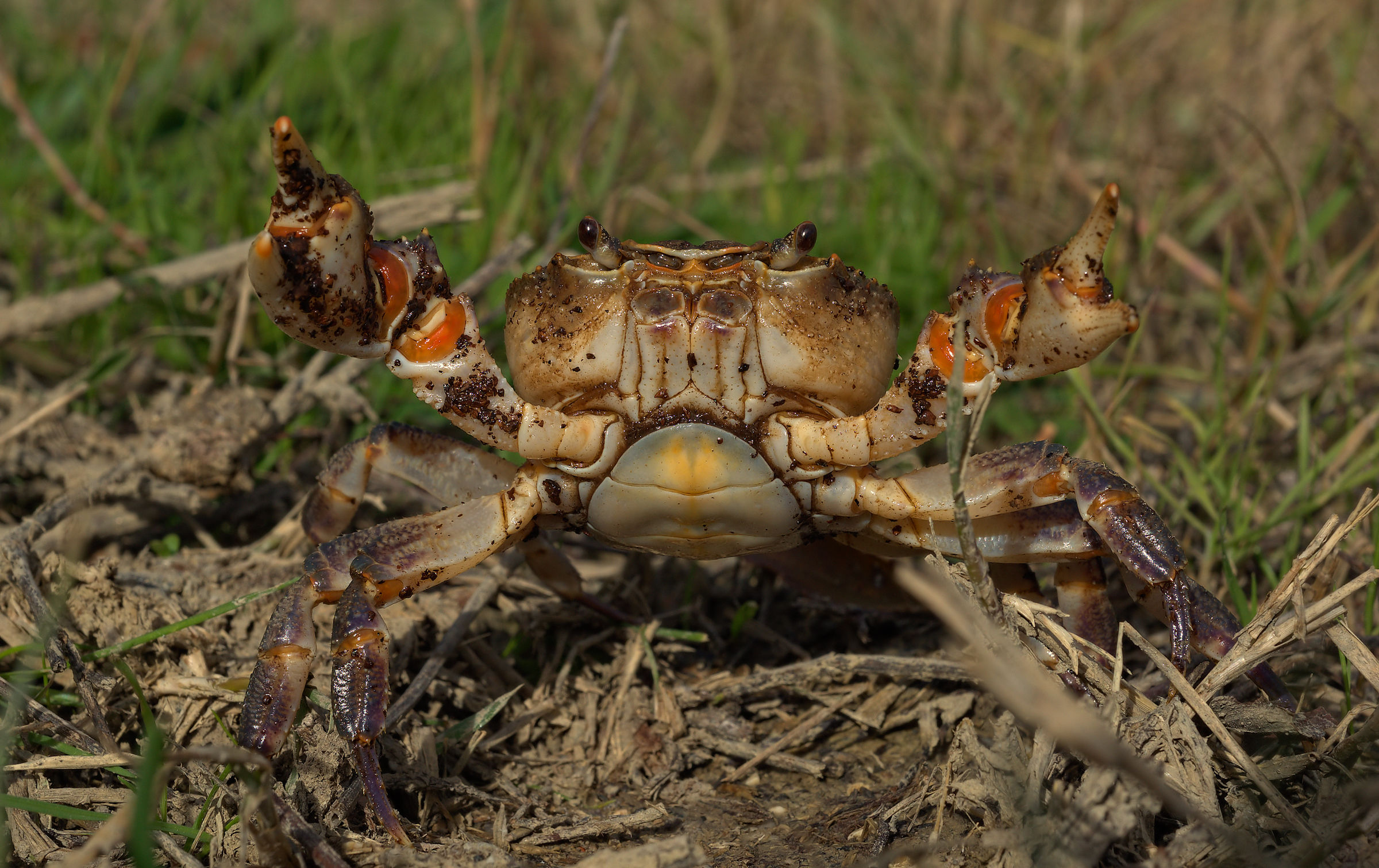 River Crab