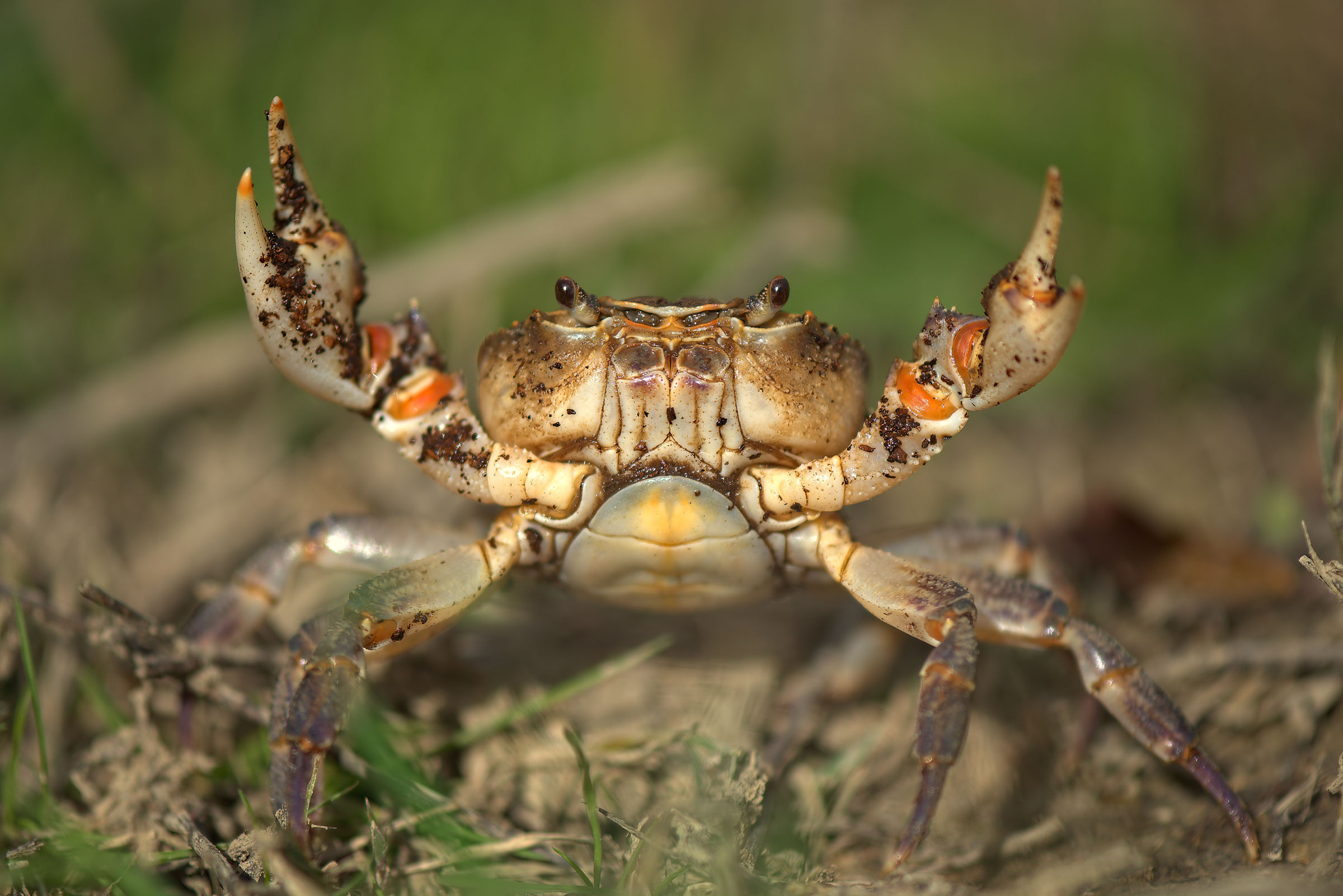 River Crab