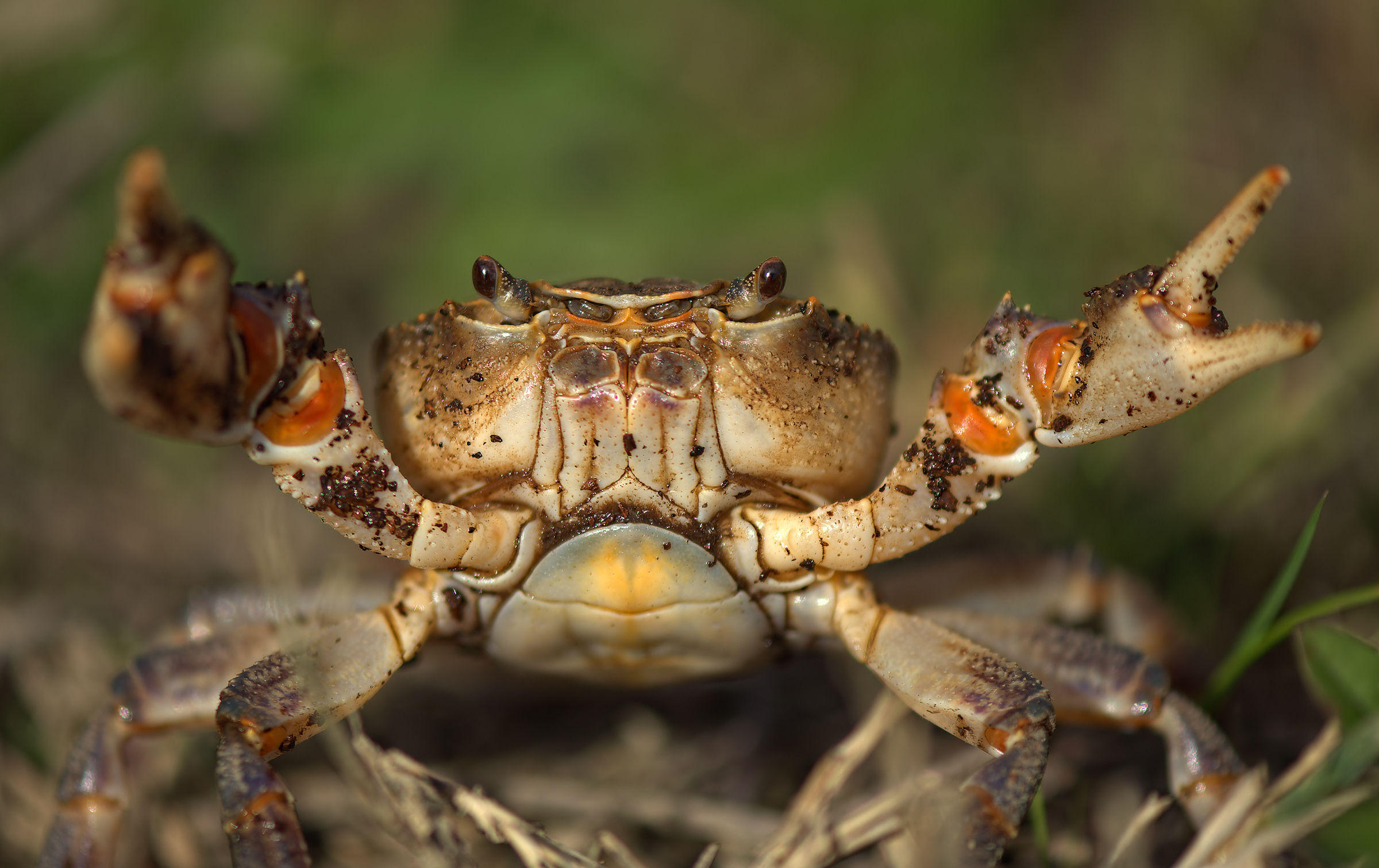 River Crab