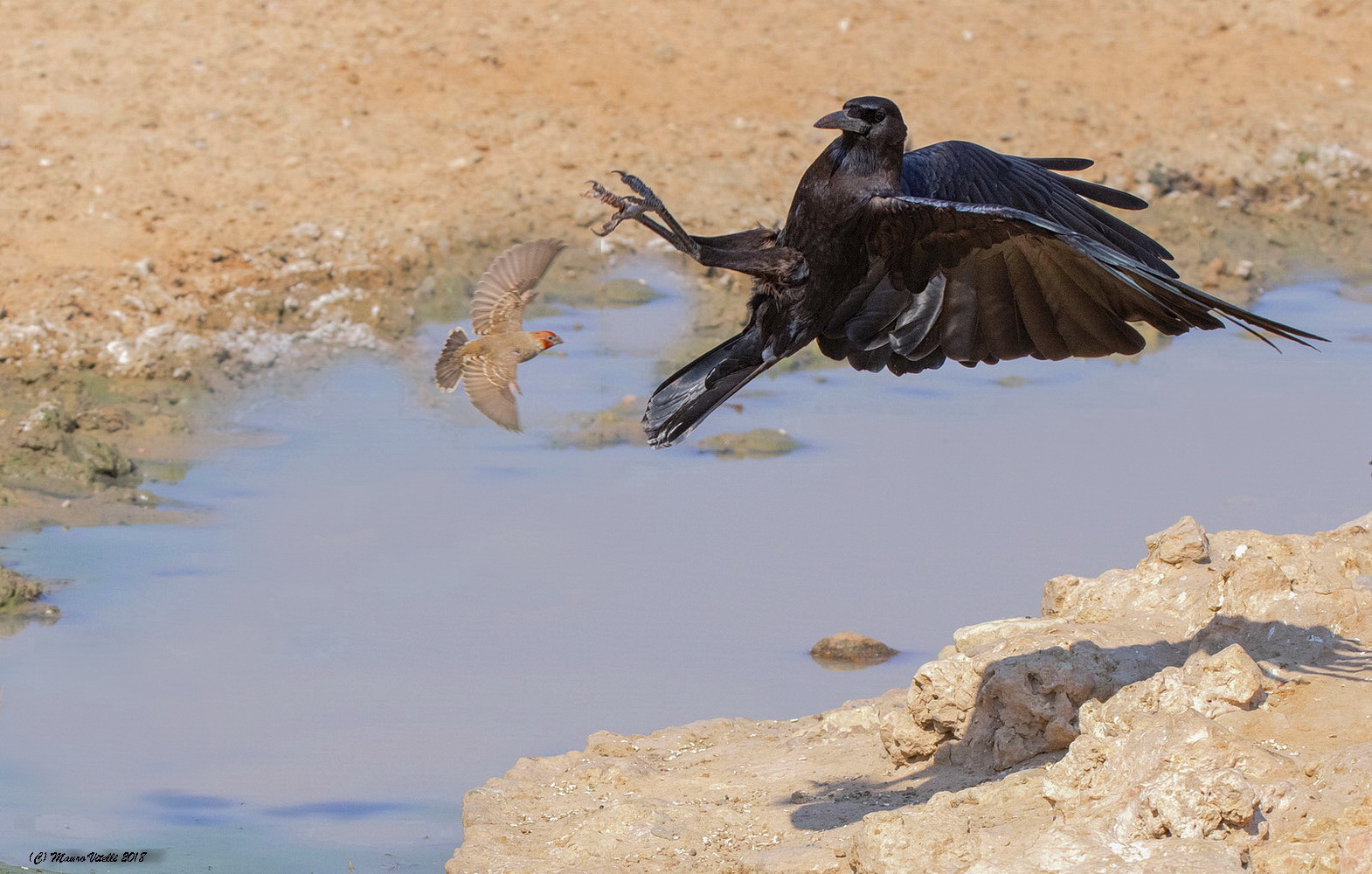 The ambush... Cape Crow (Corvus capensis) Kalahari