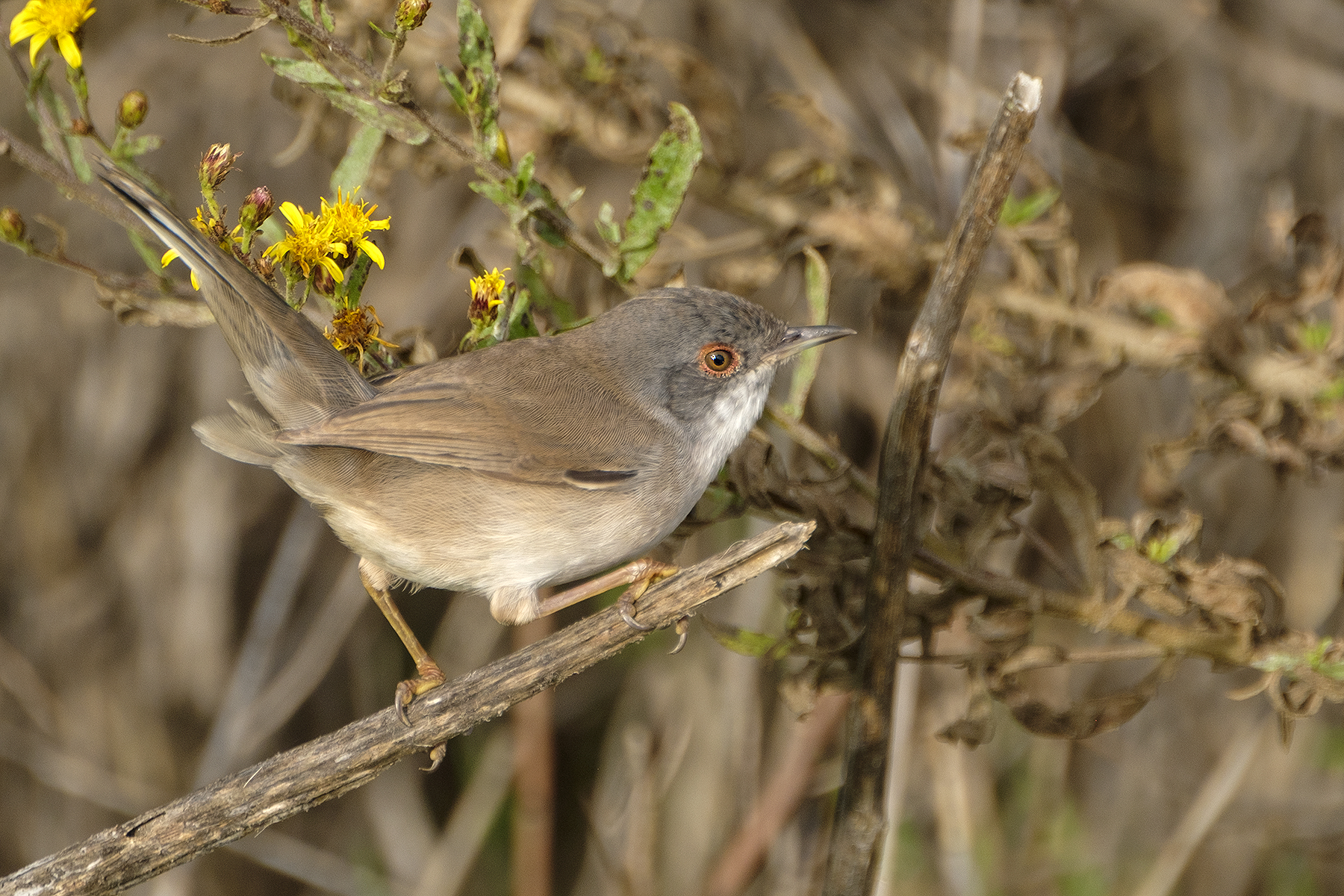 Sardinian Warbler