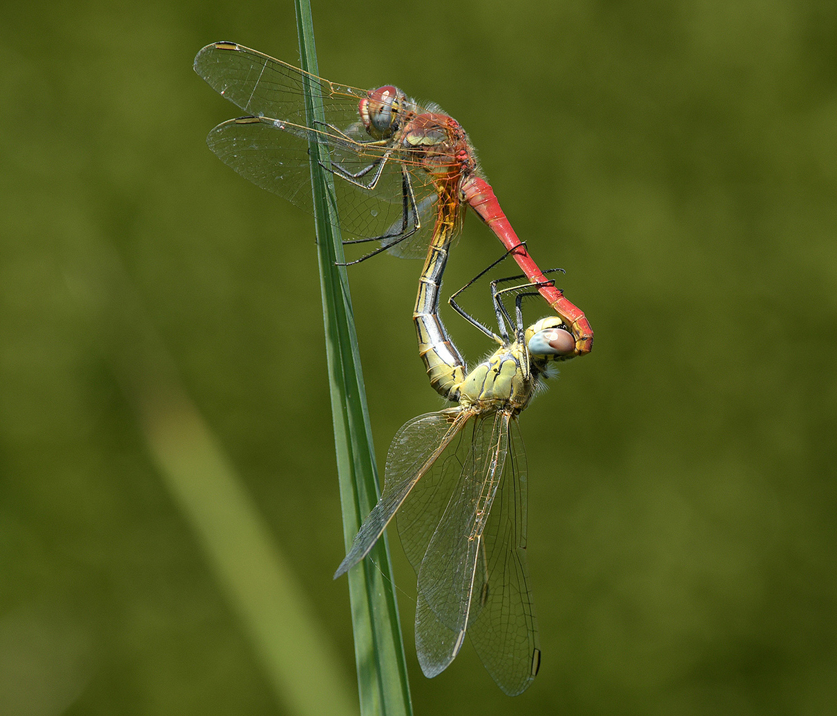 giugno la stagione degli amori per queste libellule