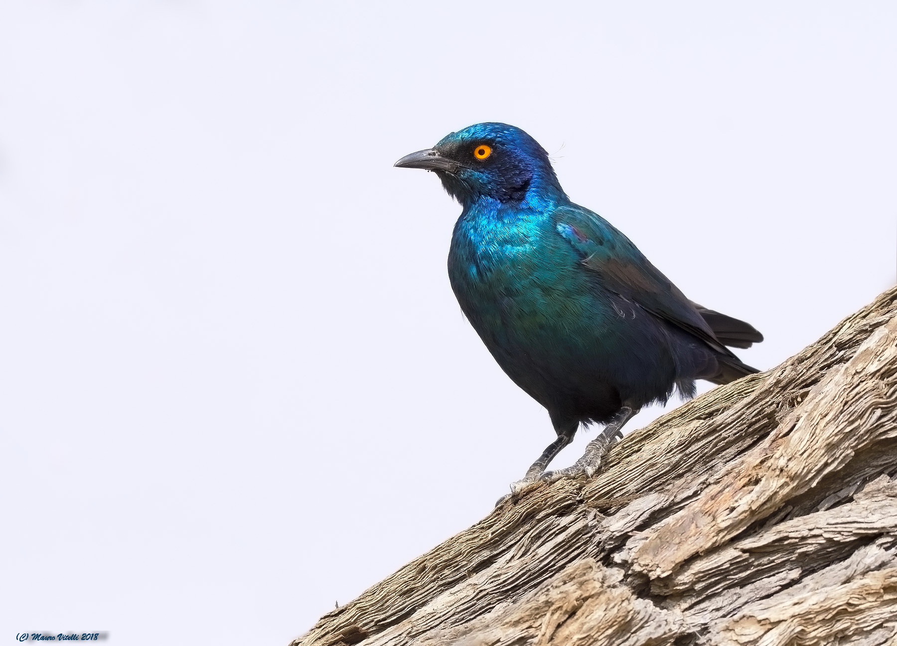 Cape Glossy Starling (Lamprotornis nitens) Kalahari