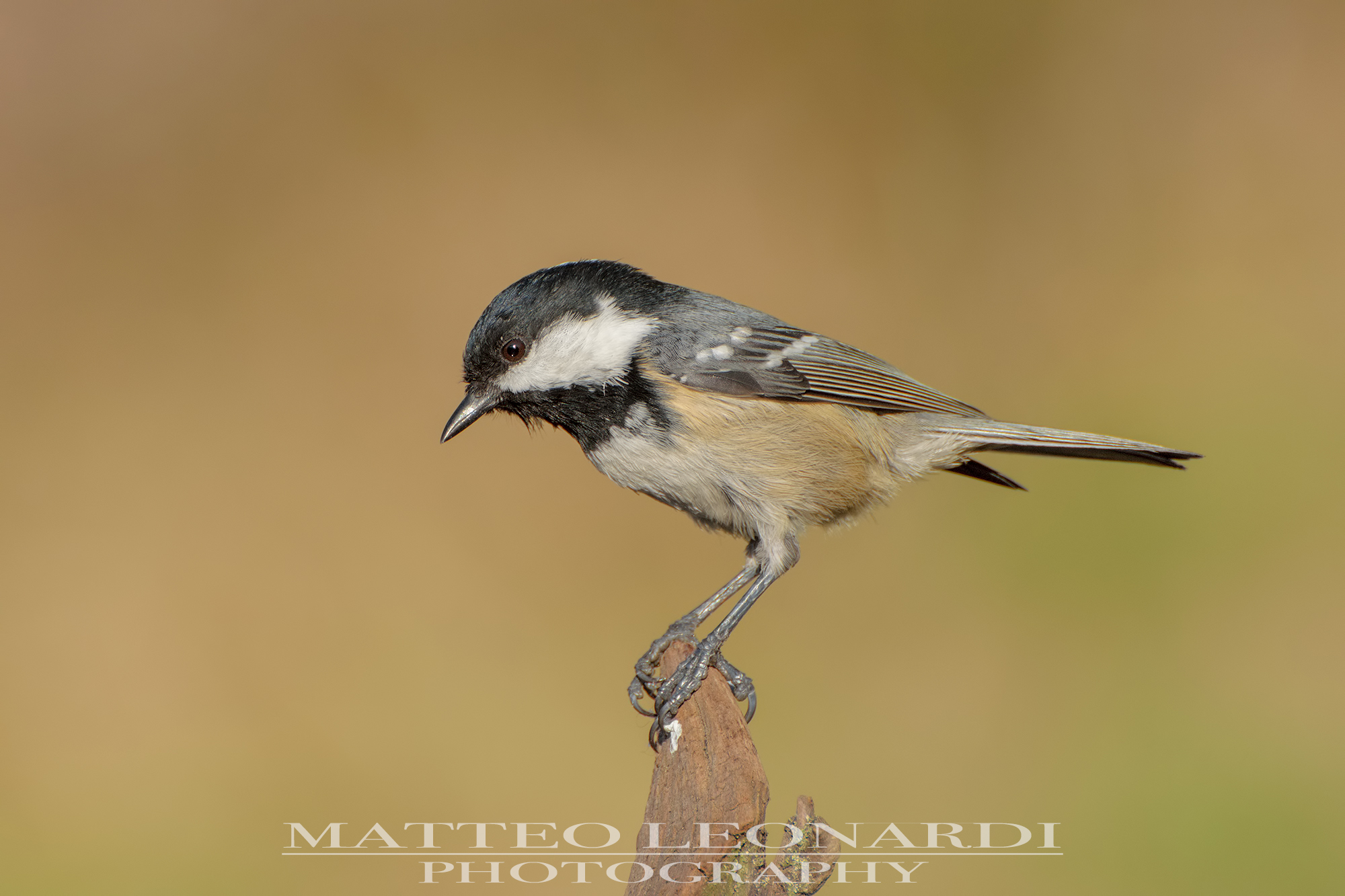 Cincia Mora - Alpi Apuane
