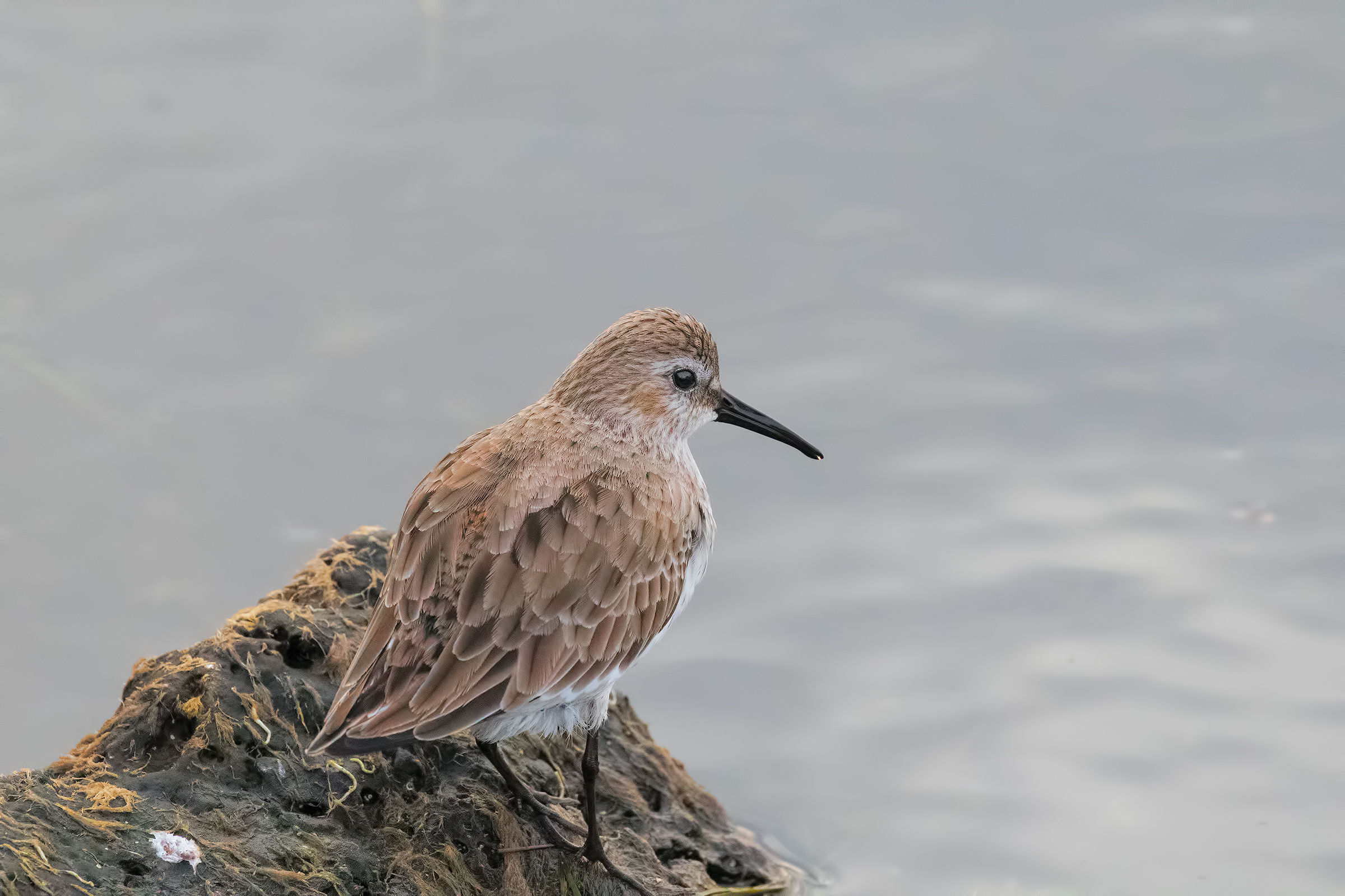 Piovanello-awed by my presence-