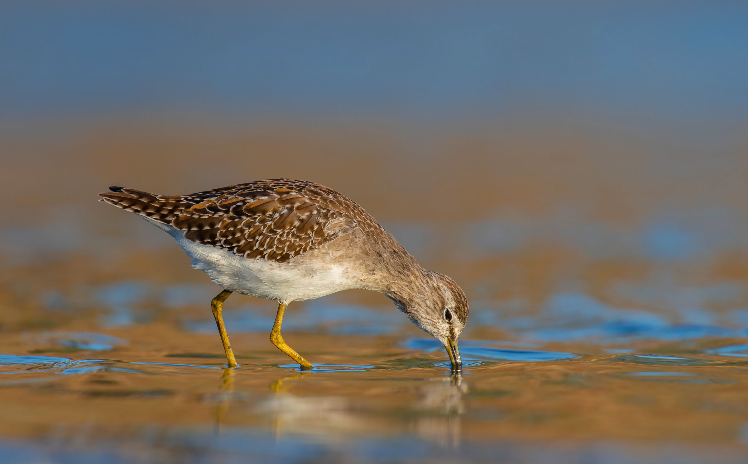 legno Sandpiper
