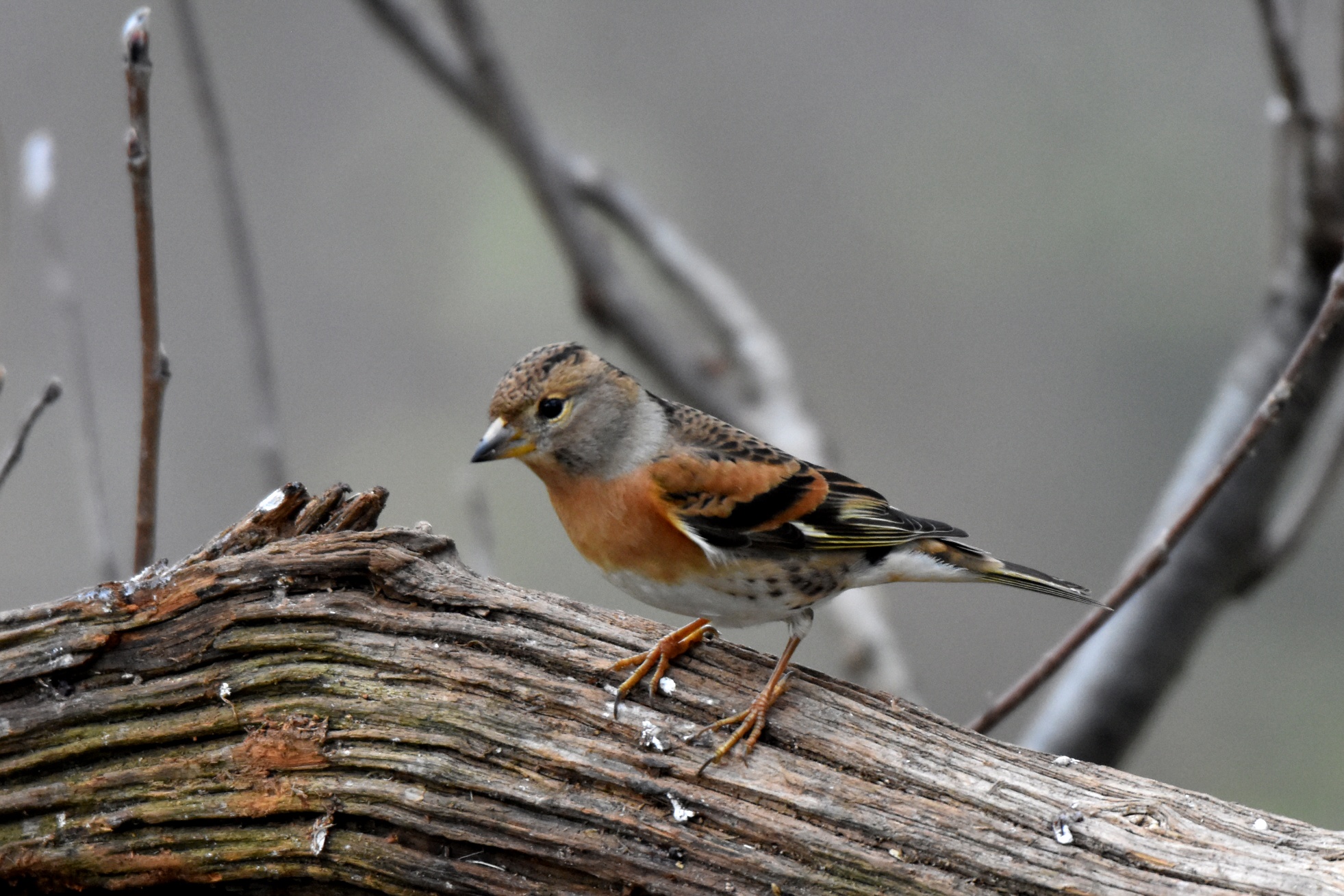 Brambling