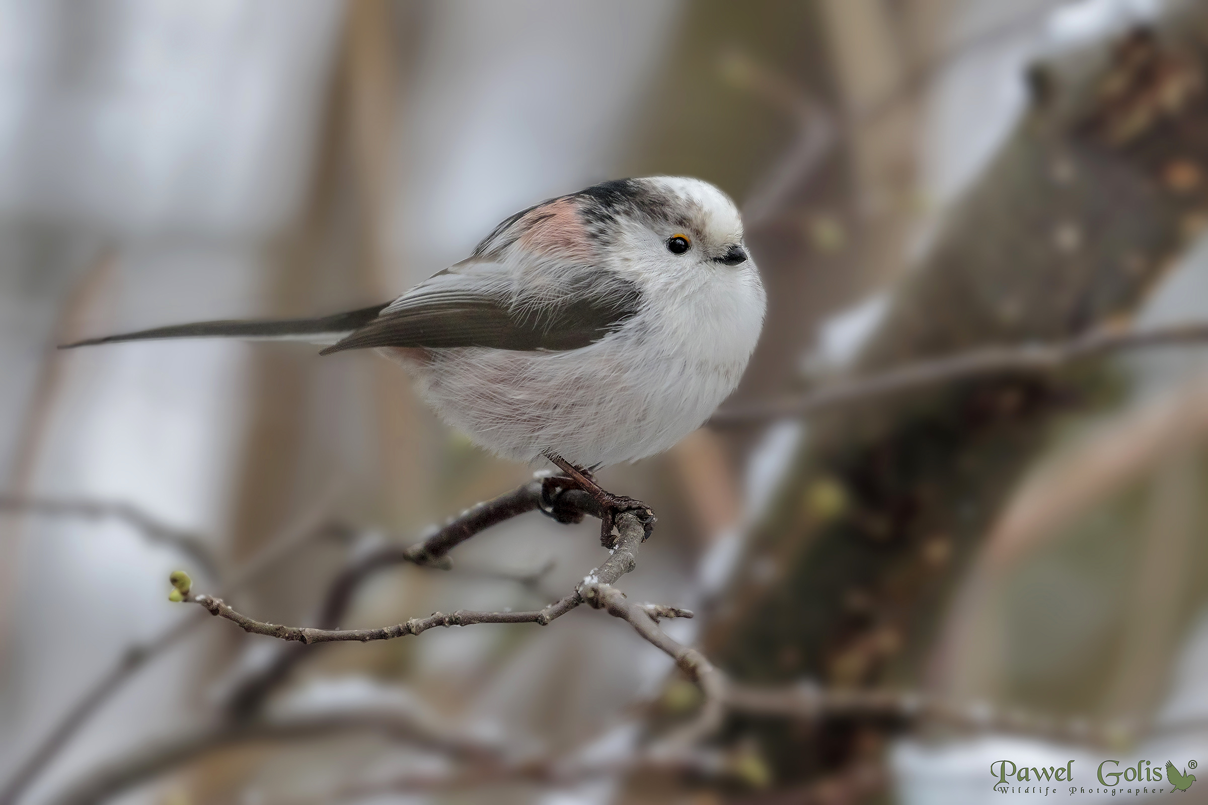Bushtit a coda lunga (Aegithalos caudatus)